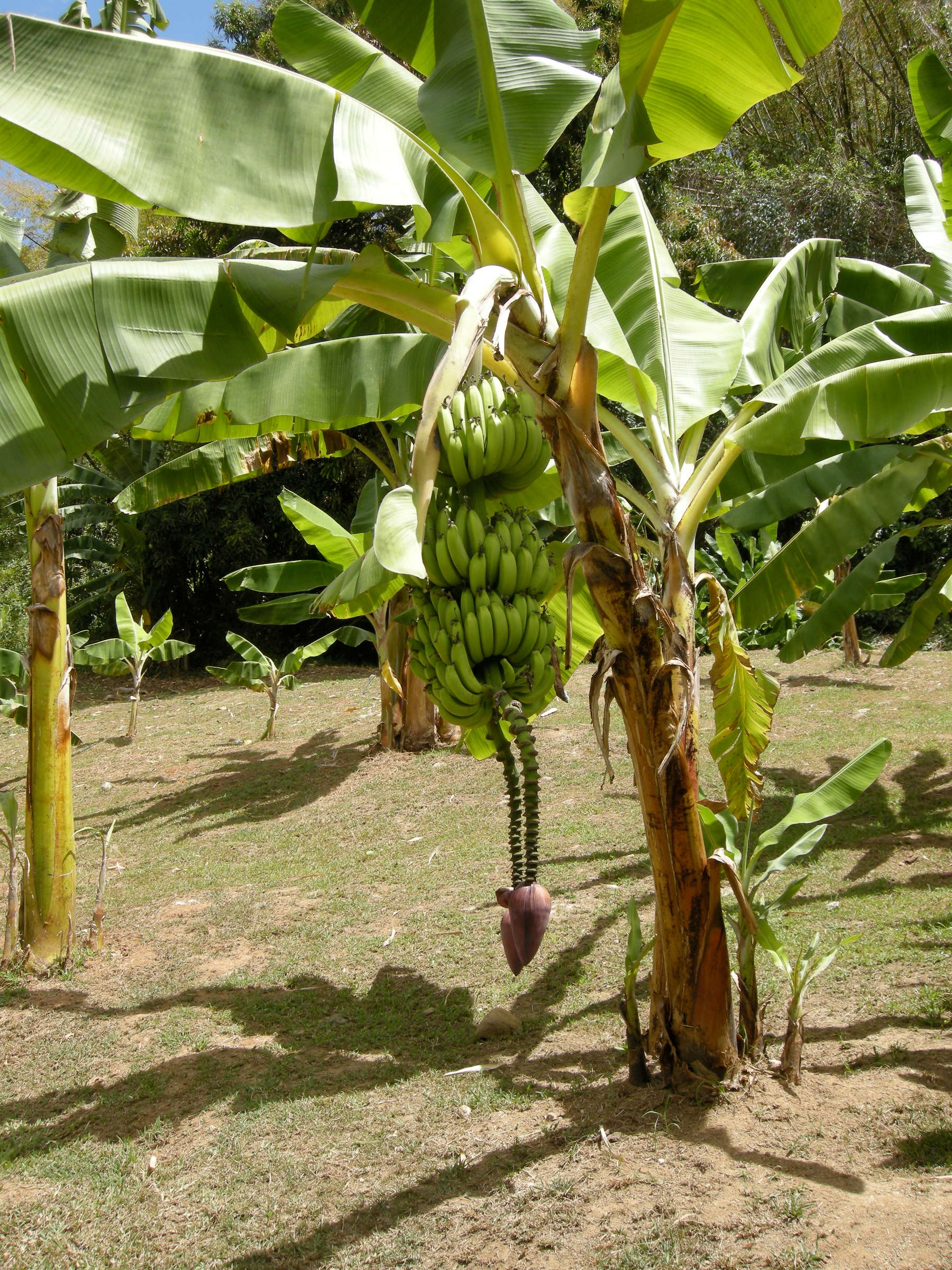 musa_x_paradisiaca-popoulou1md