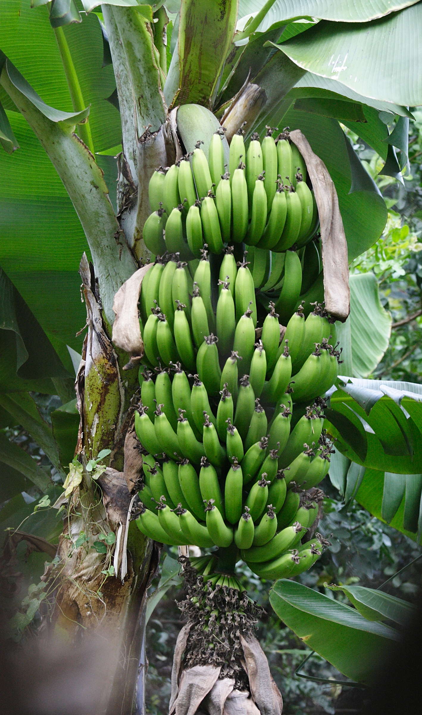 musa_x_paradisiaca10md