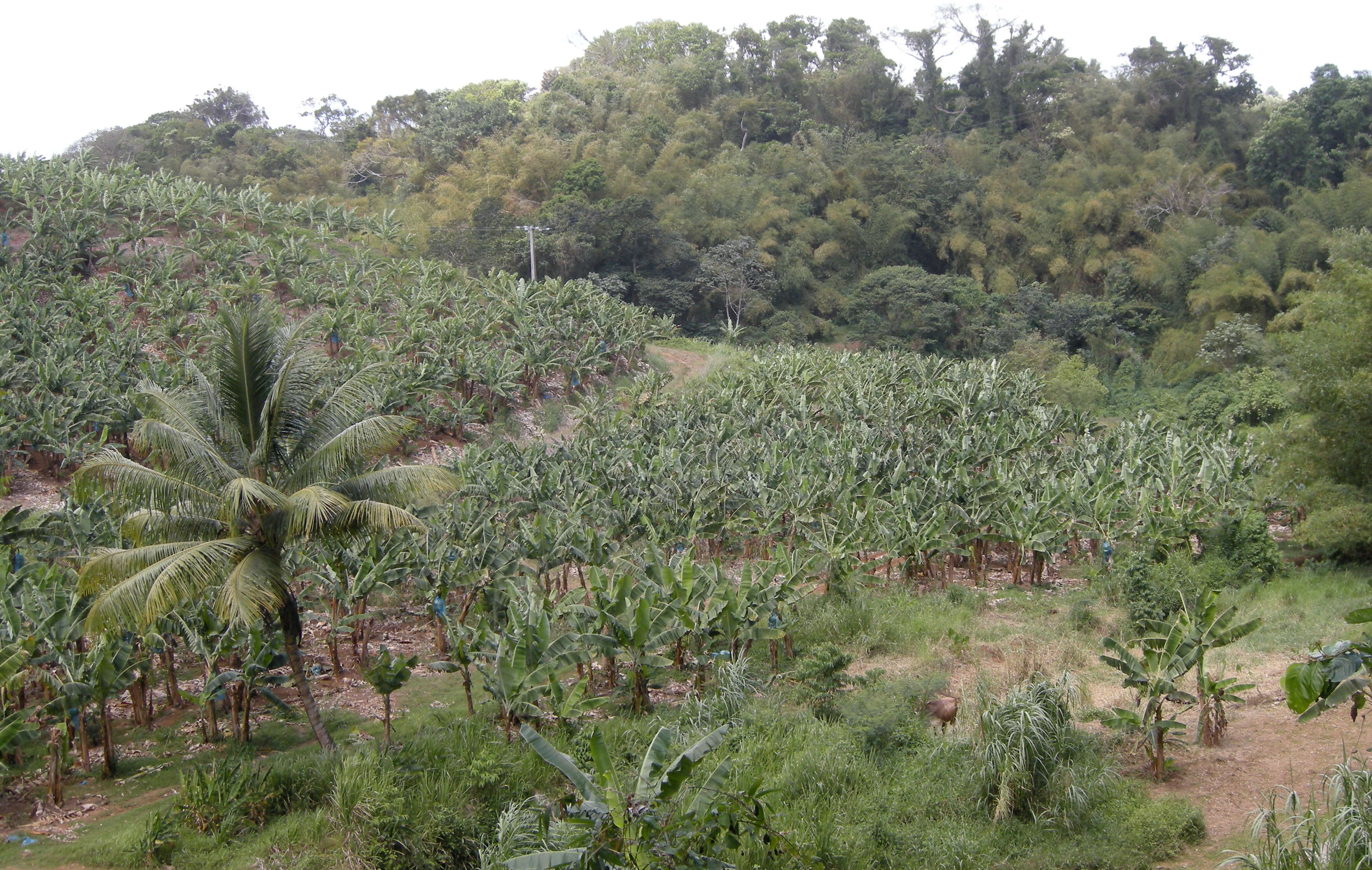 musa_x_paradisiaca1md