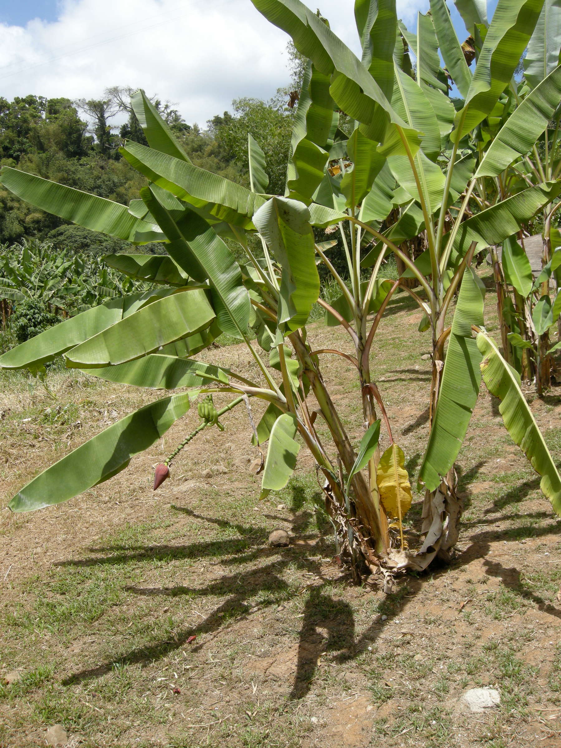 musa_x_paradisiaca2md