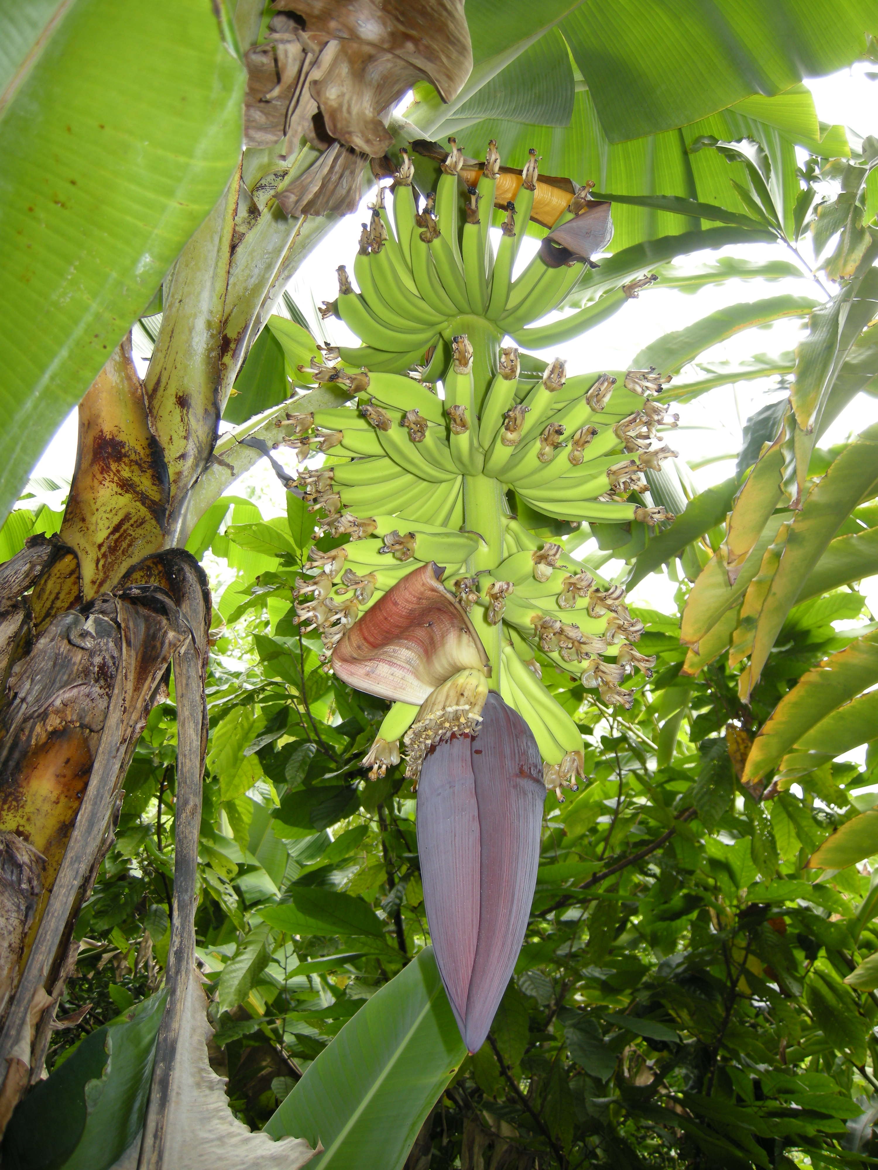 musa_x_paradisiaca3md