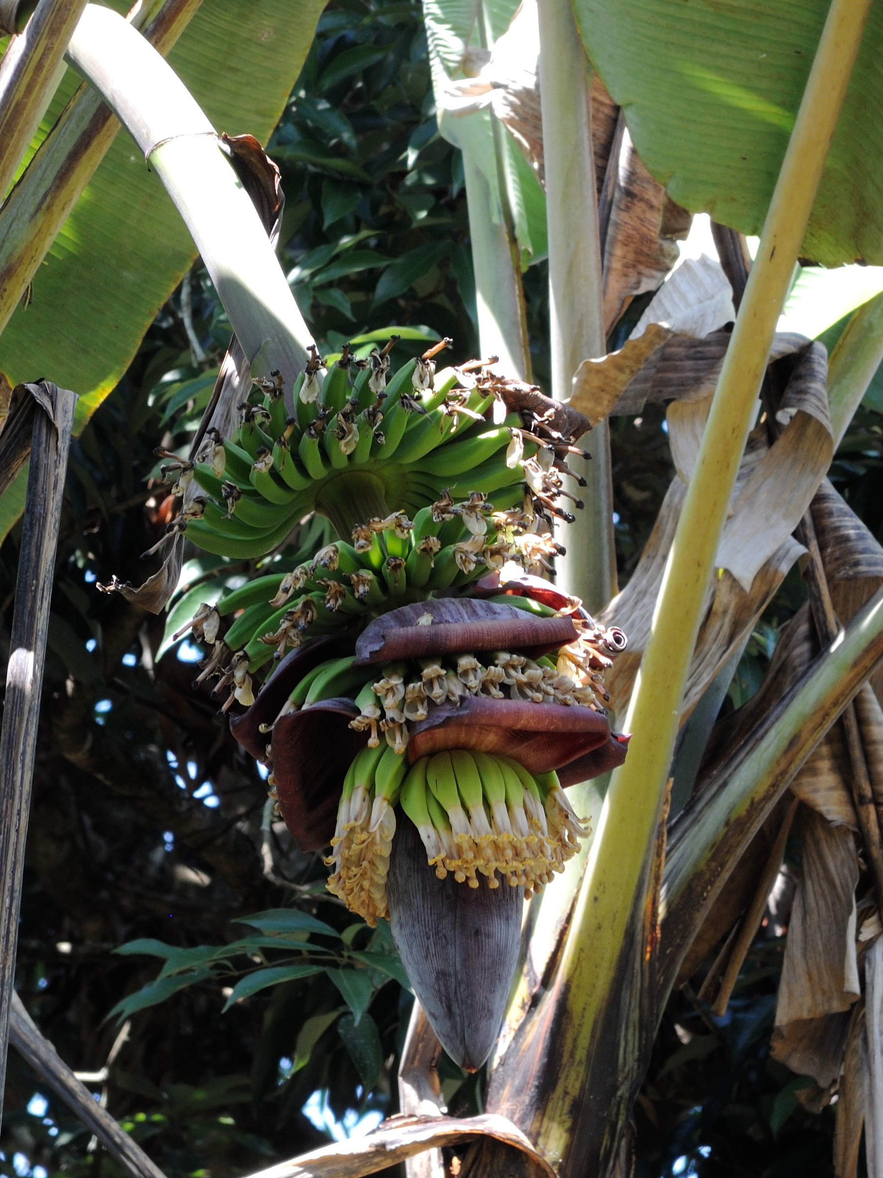 musa_x_paradisiaca4md