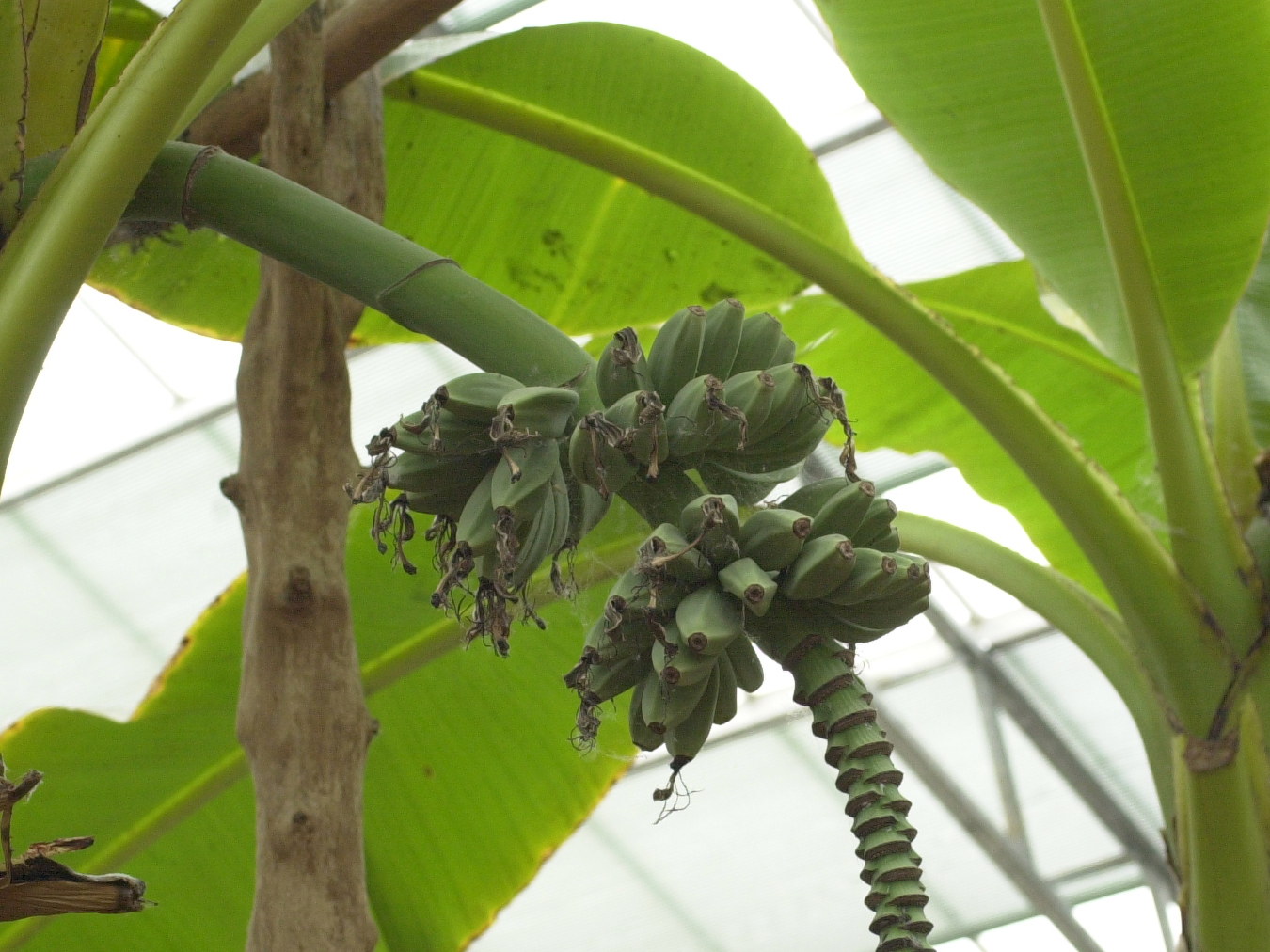 musa_x_paradisiaca5md