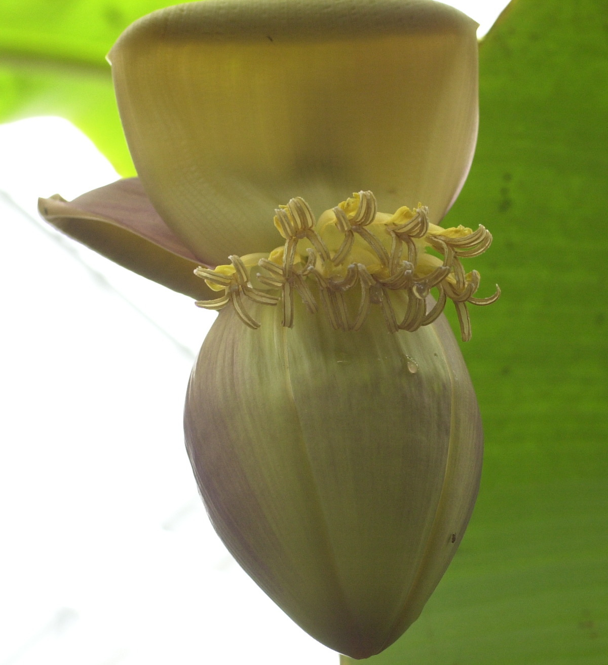 musa_x_paradisiaca6md