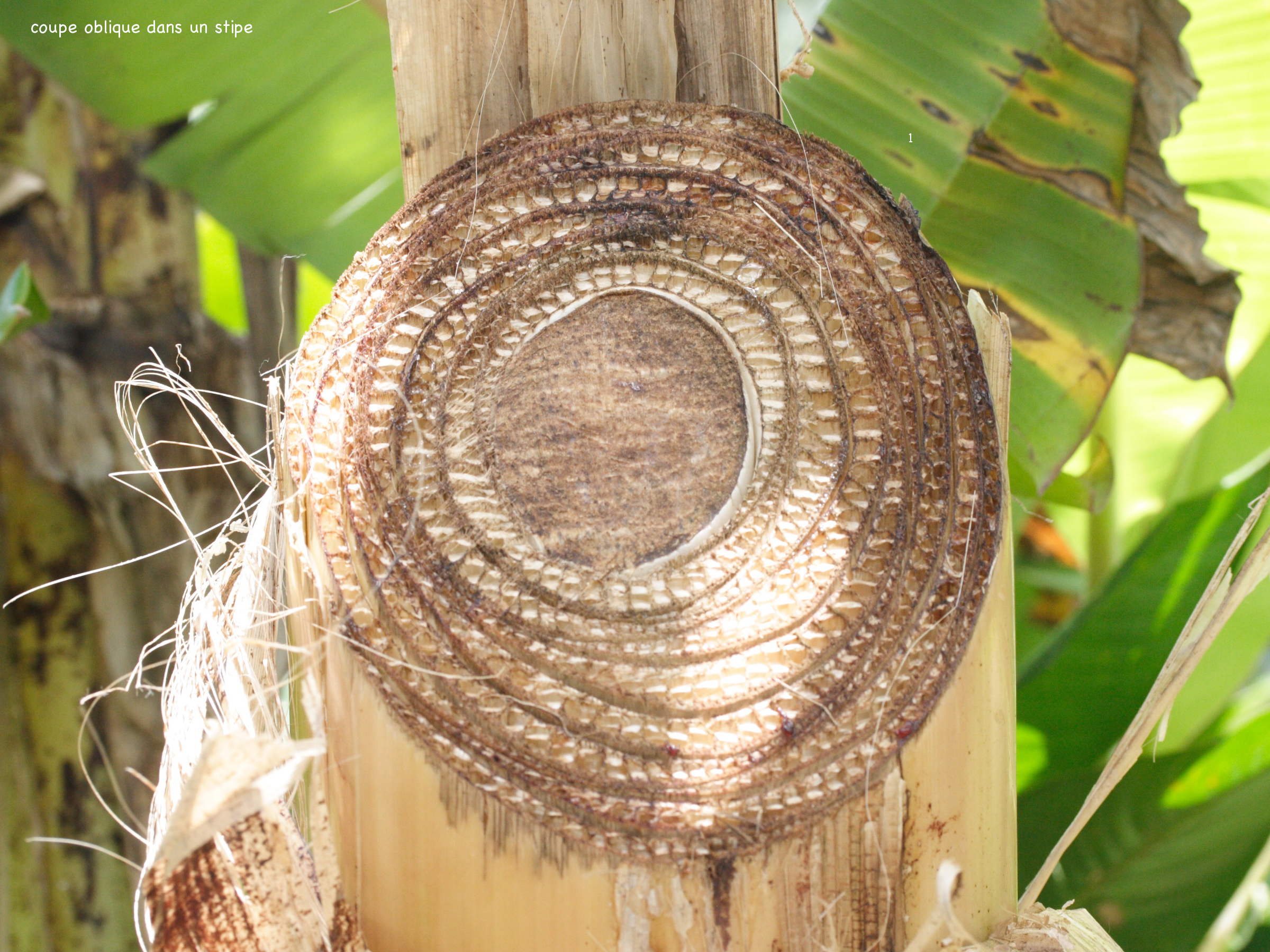 musa_x_paradisiaca7md