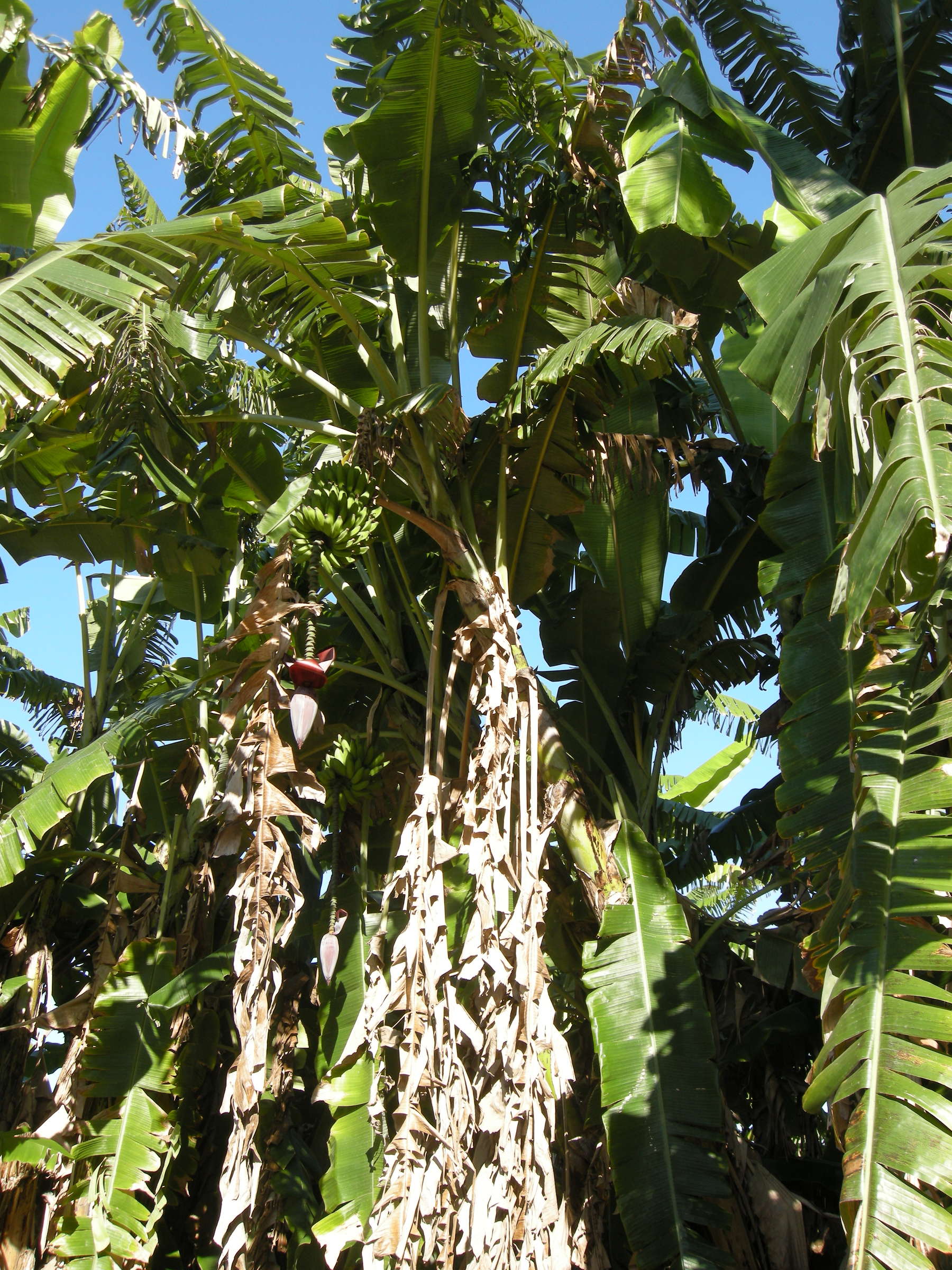 musa_x_paradisiaca8md