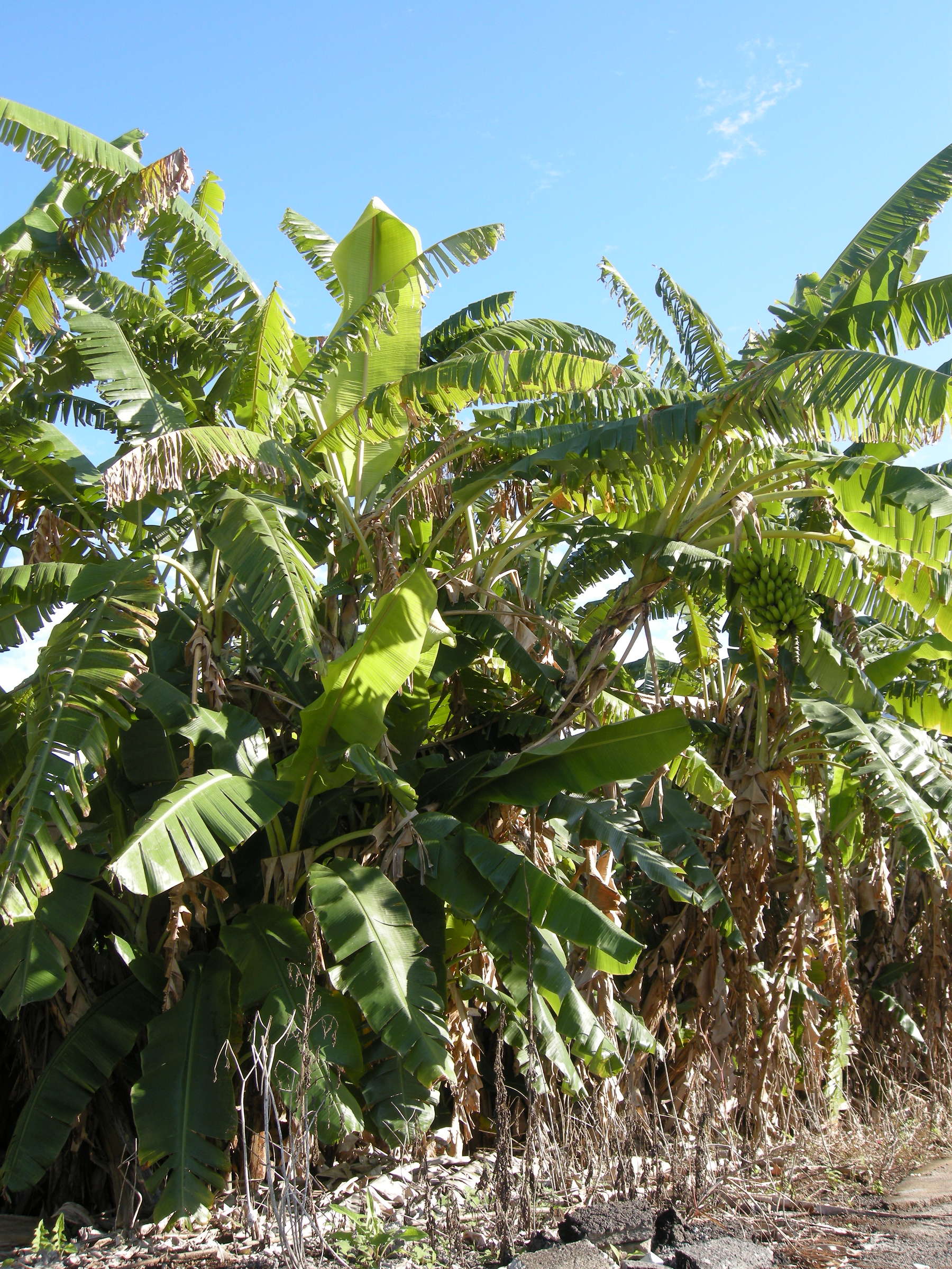 musa_x_paradisiaca9md