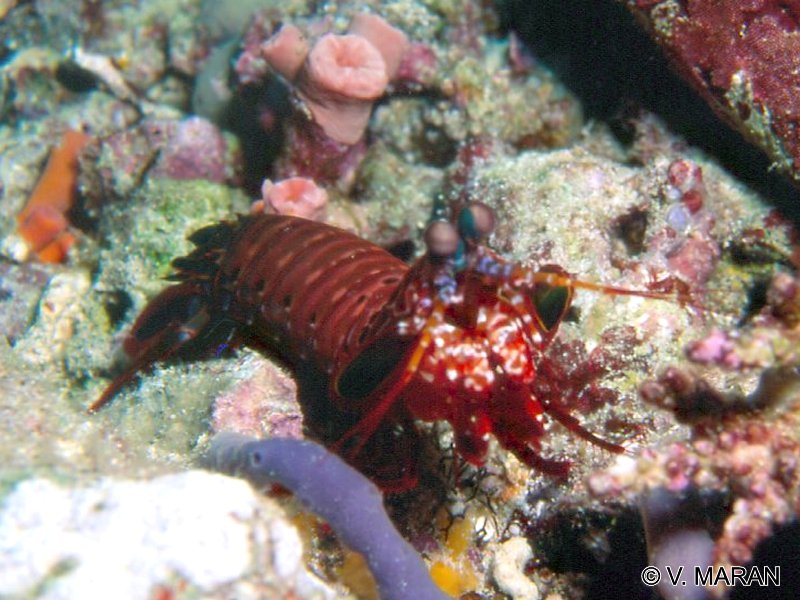 Afficher le média odontodactylus_scyllarus1vm odontodactylus_scyllarus1vm