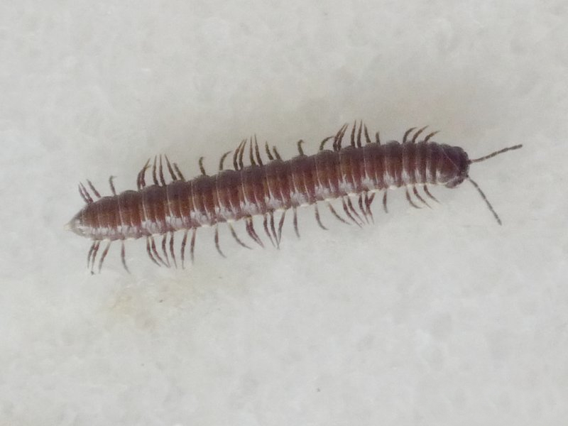 paradoxosomatidae1gc