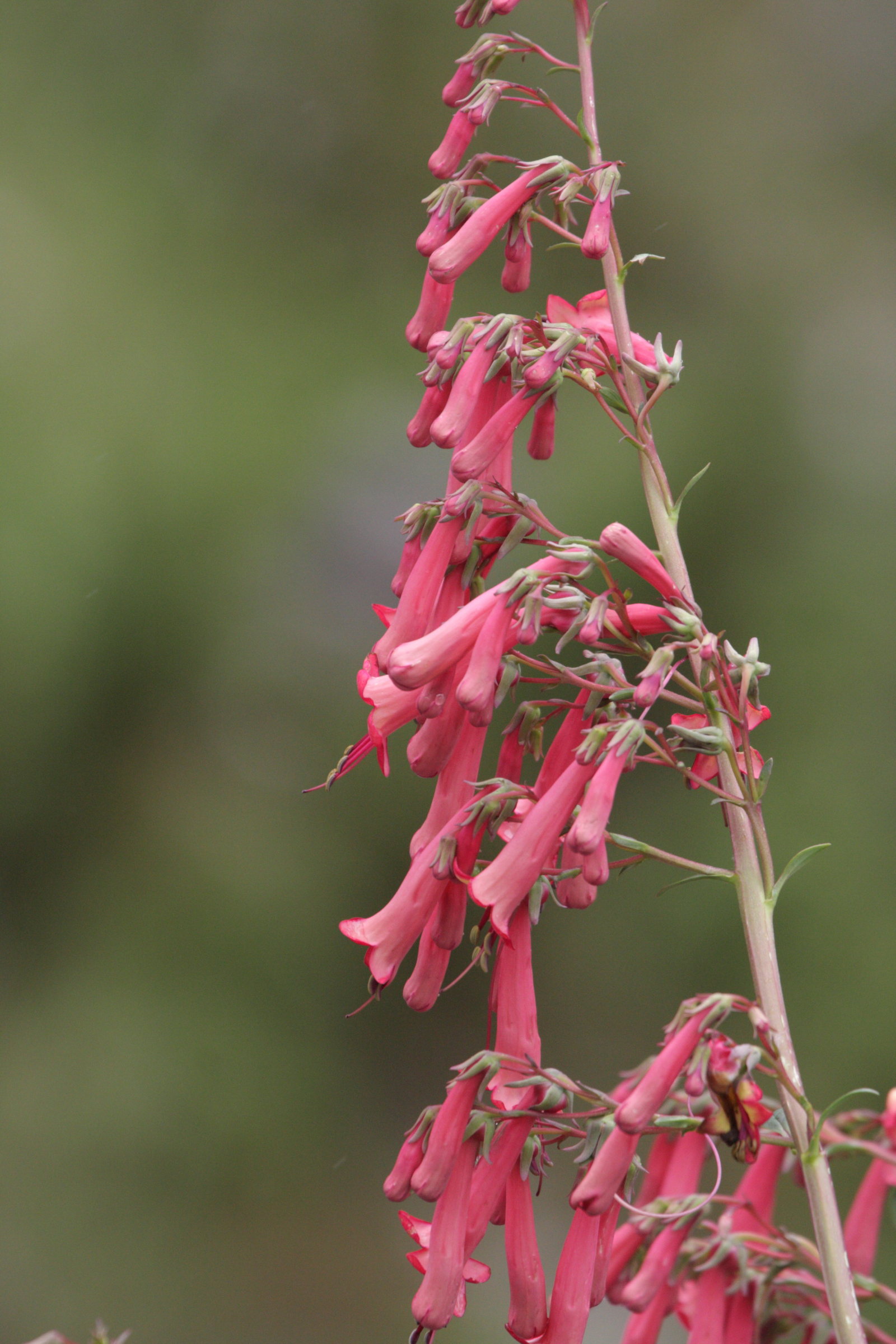 phygelius_aequalis1bd