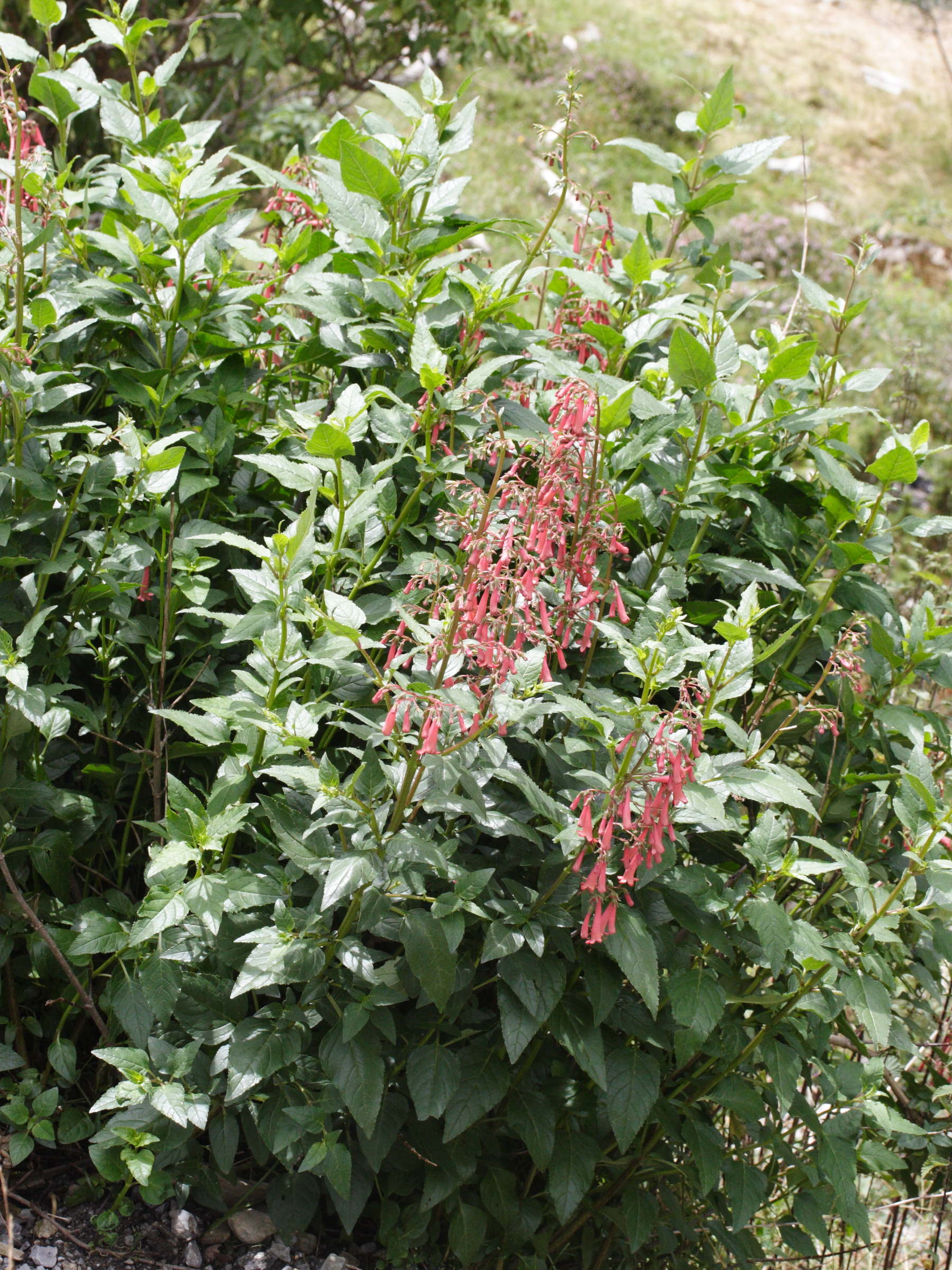 phygelius_aequalis2md