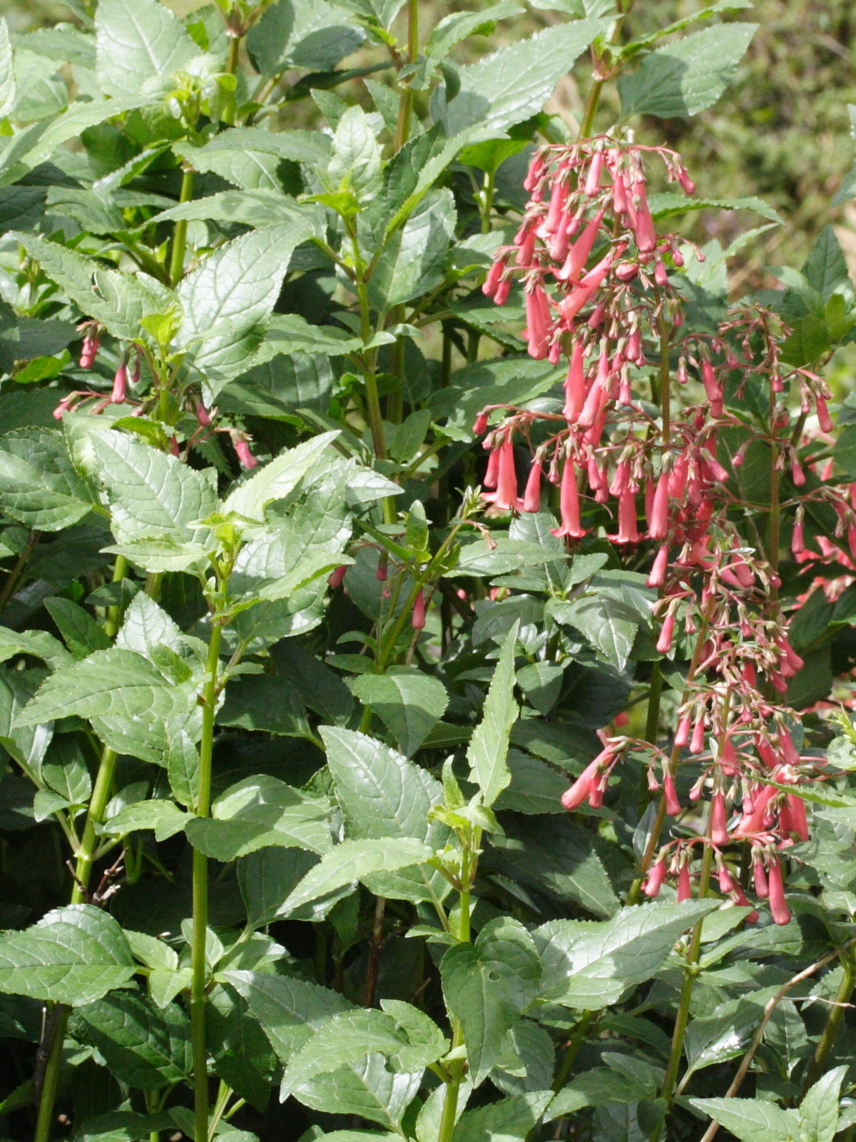 phygelius_aequalis3md