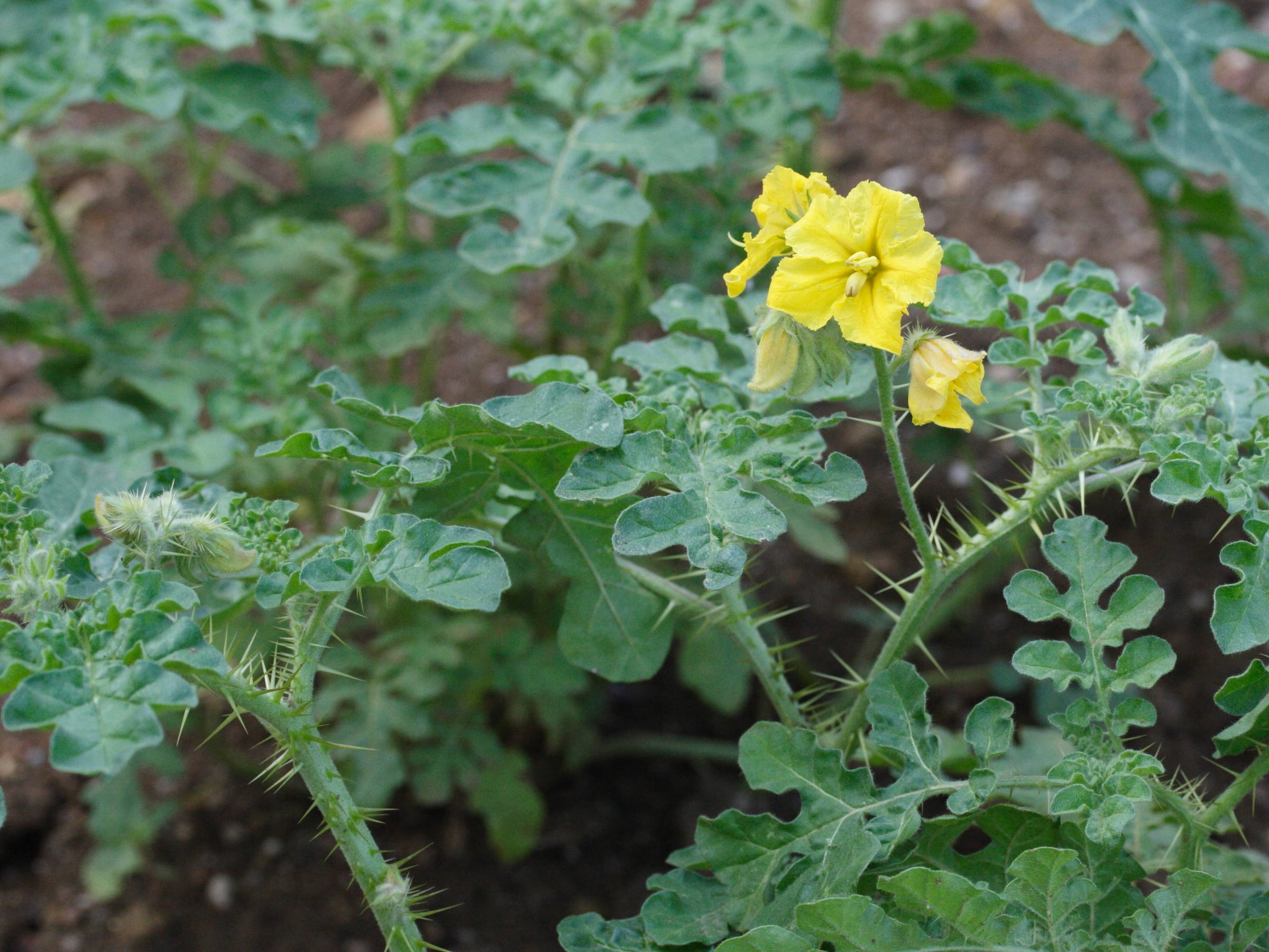 solanum_rostratum1md