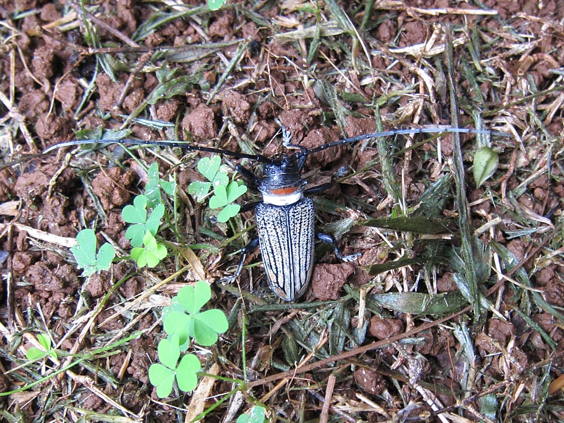 sternotomis_thomsonii1bd