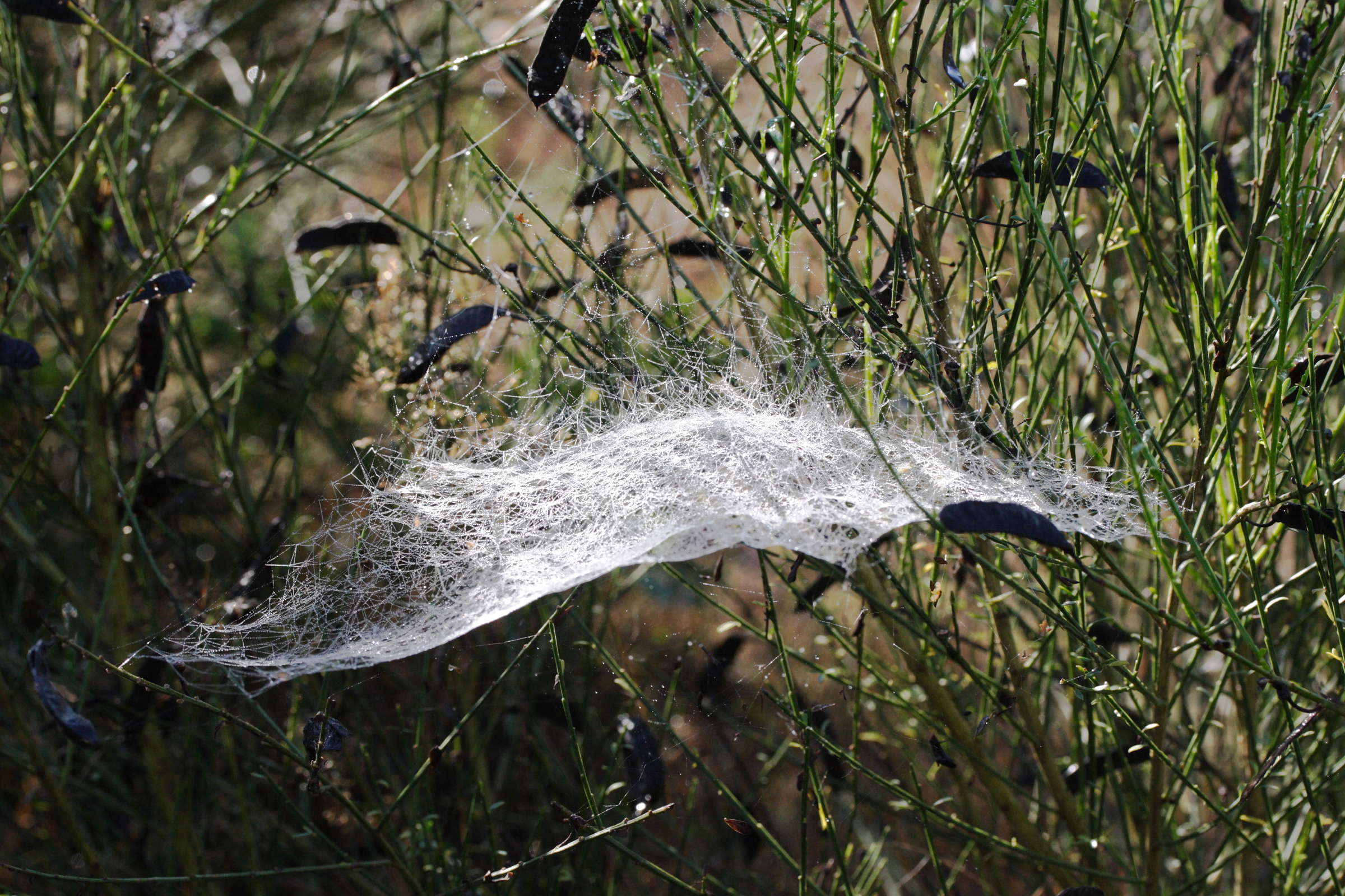 Afficher le média toile_linyphiidae1md toile_linyphiidae1md