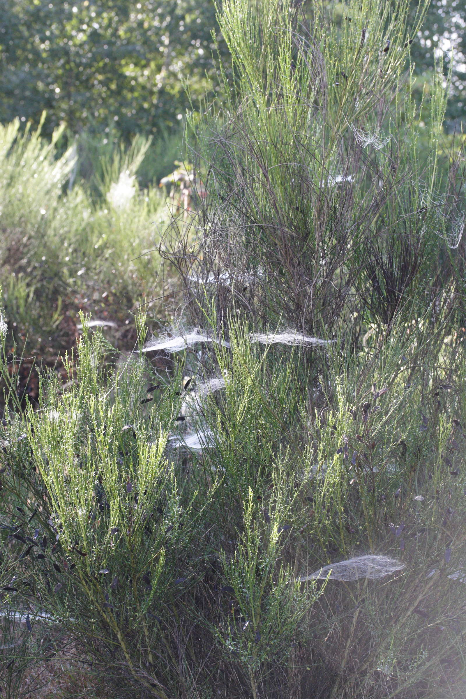 Afficher le média toile_linyphiidae2md toile_linyphiidae2md