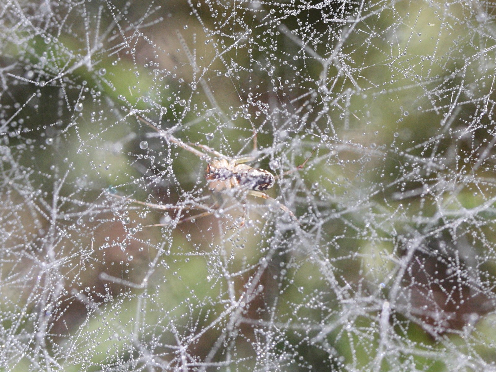 Afficher le média toile_linyphiidae3md toile_linyphiidae3md