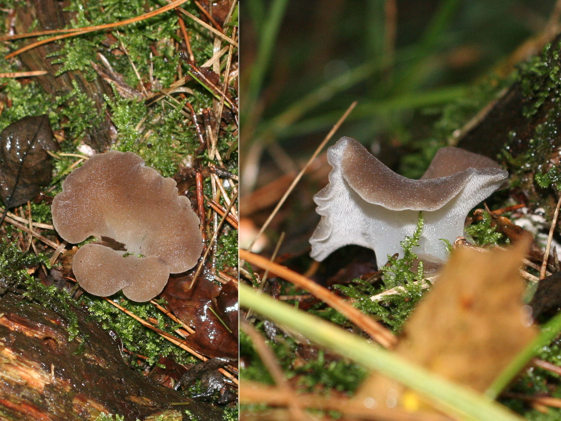 tremellodon_gelatinosum1md