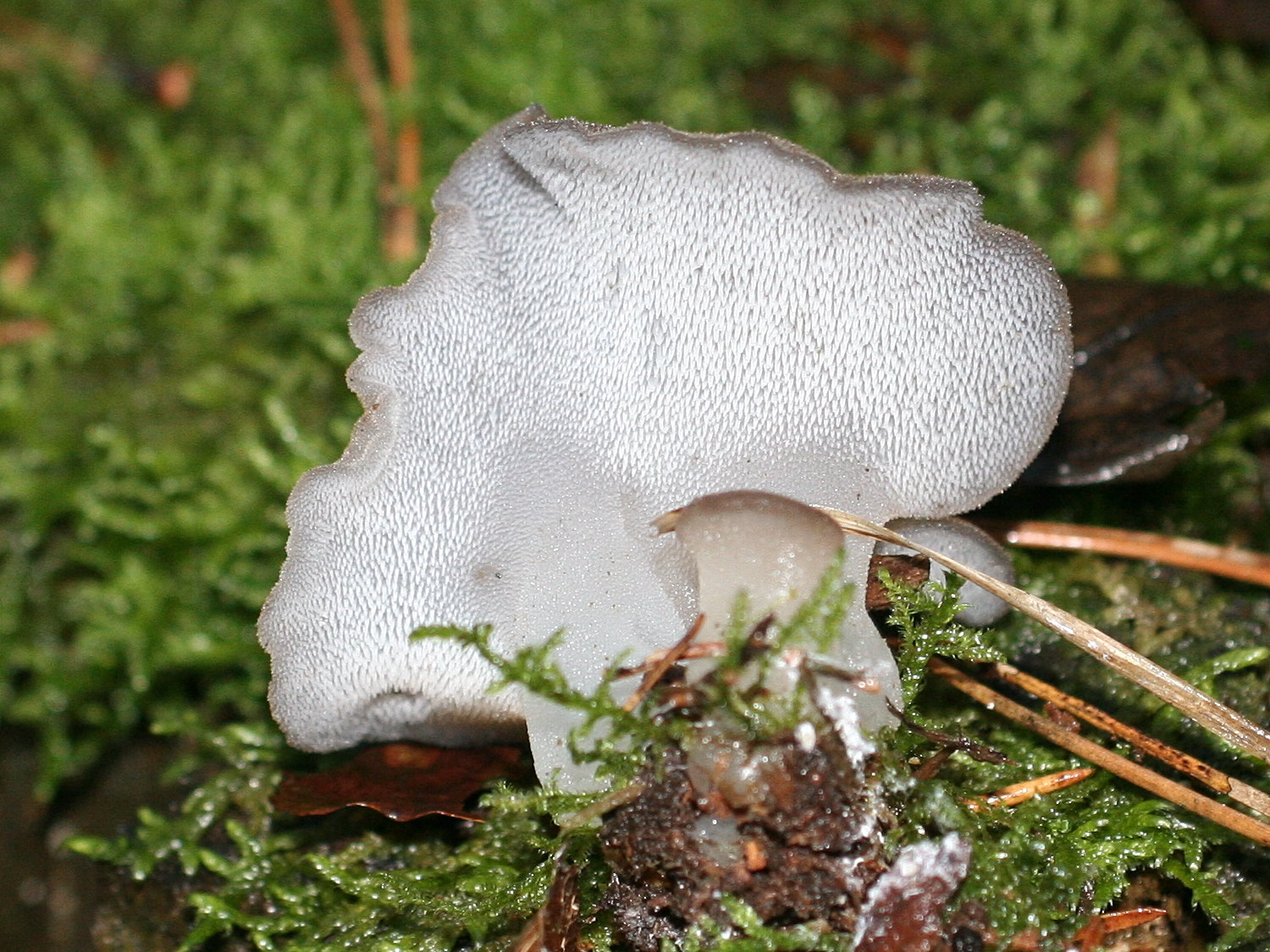 tremellodon_gelatinosum2md