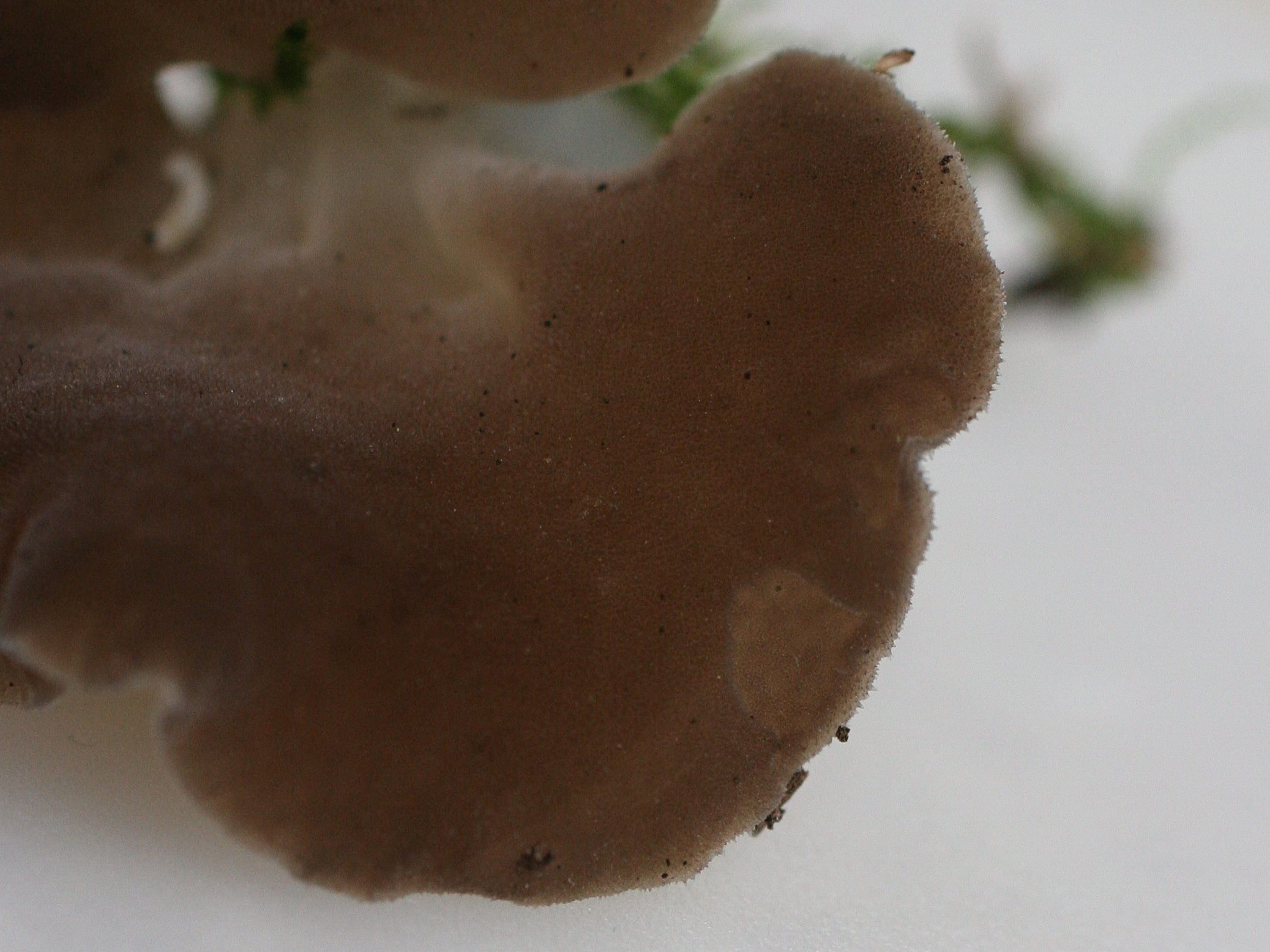 tremellodon_gelatinosum3md