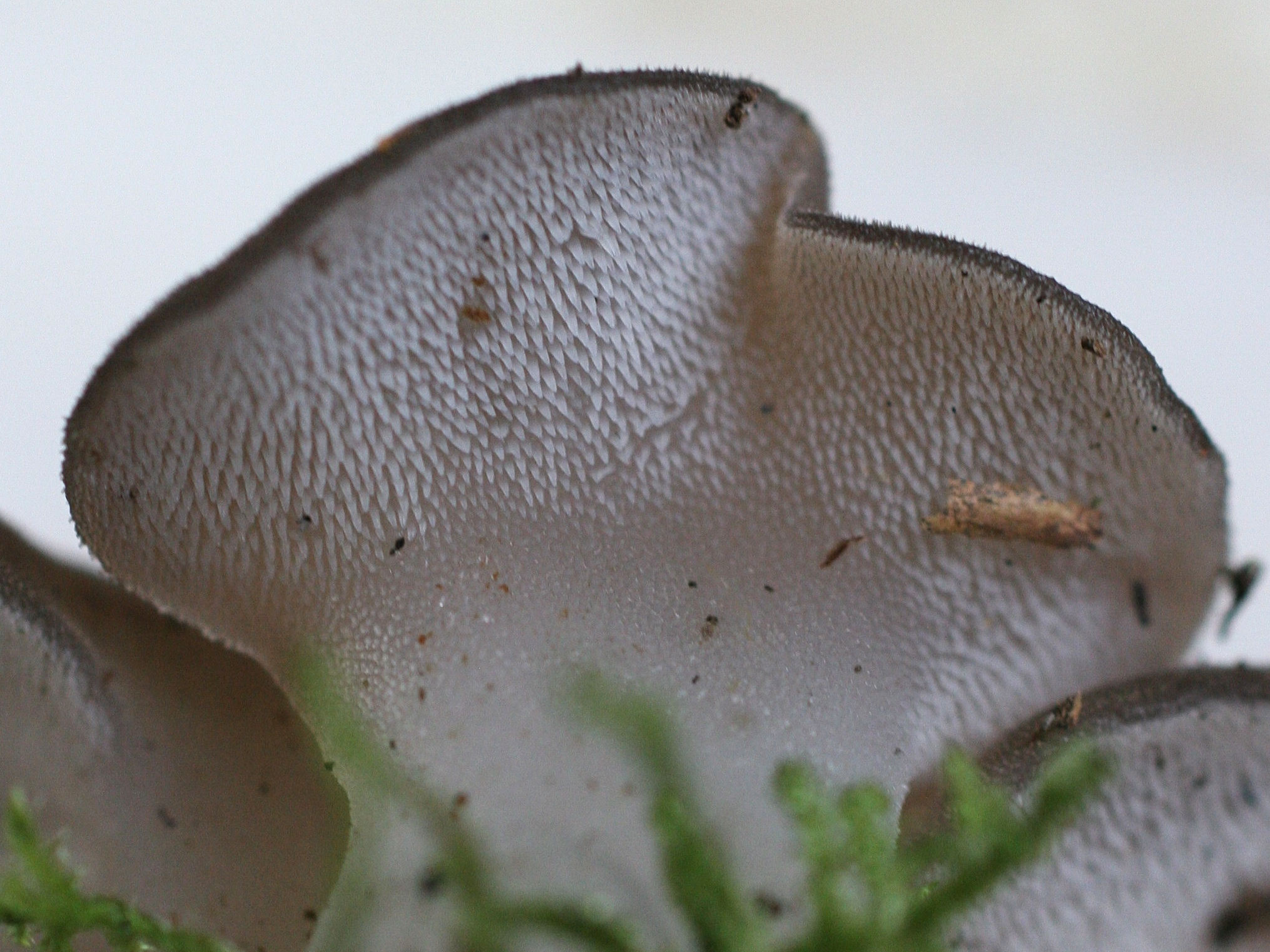 tremellodon_gelatinosum4md