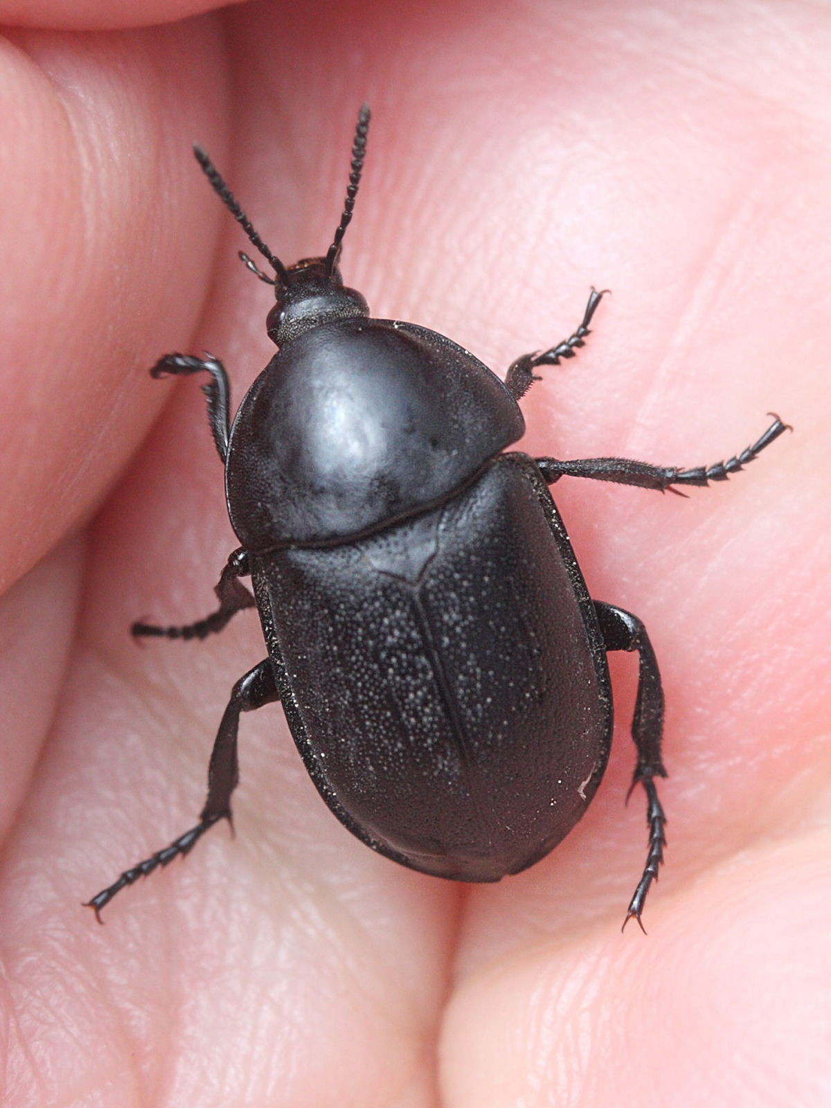 ablattaria_arenaria1md