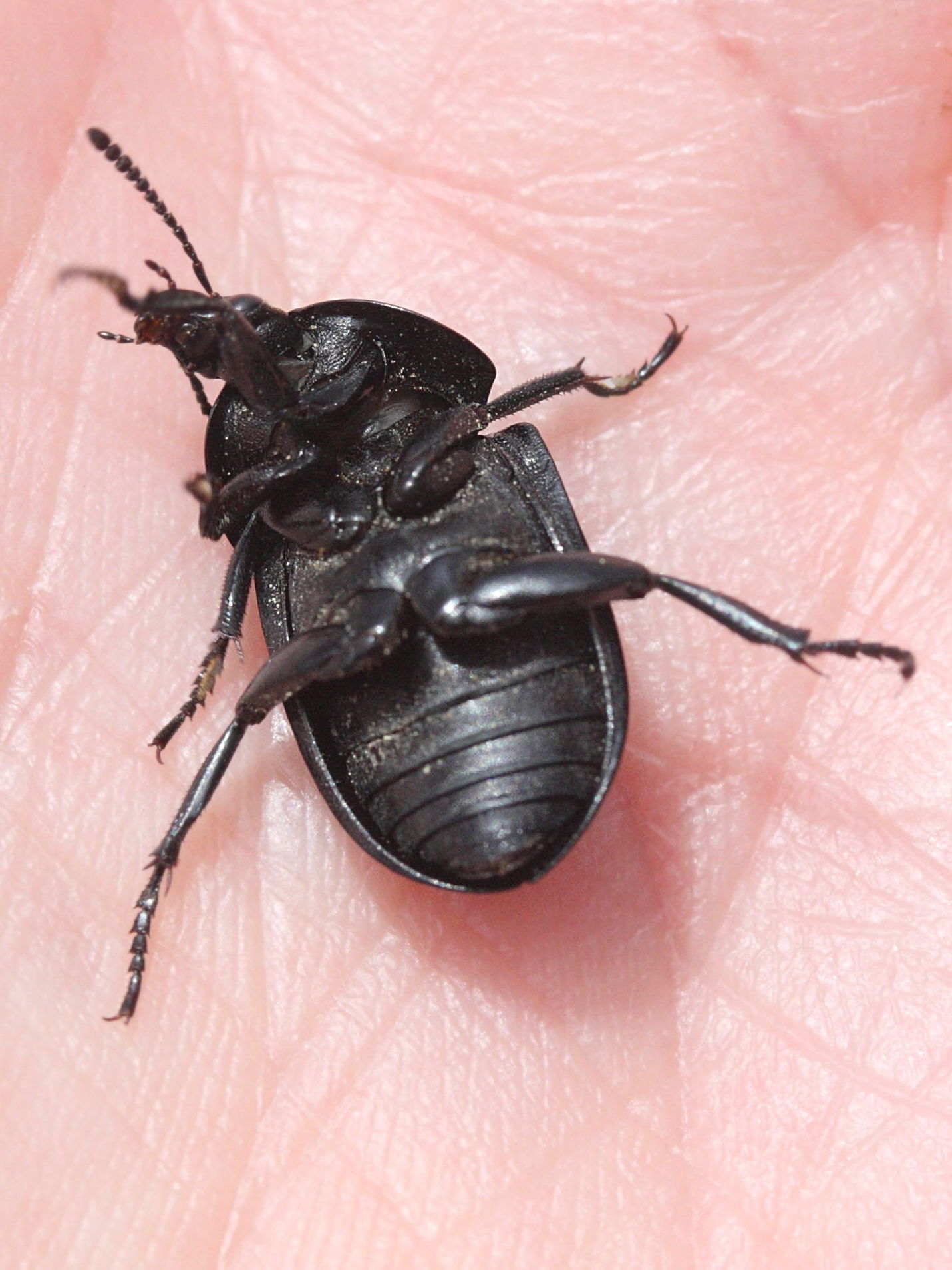 ablattaria_arenaria2md