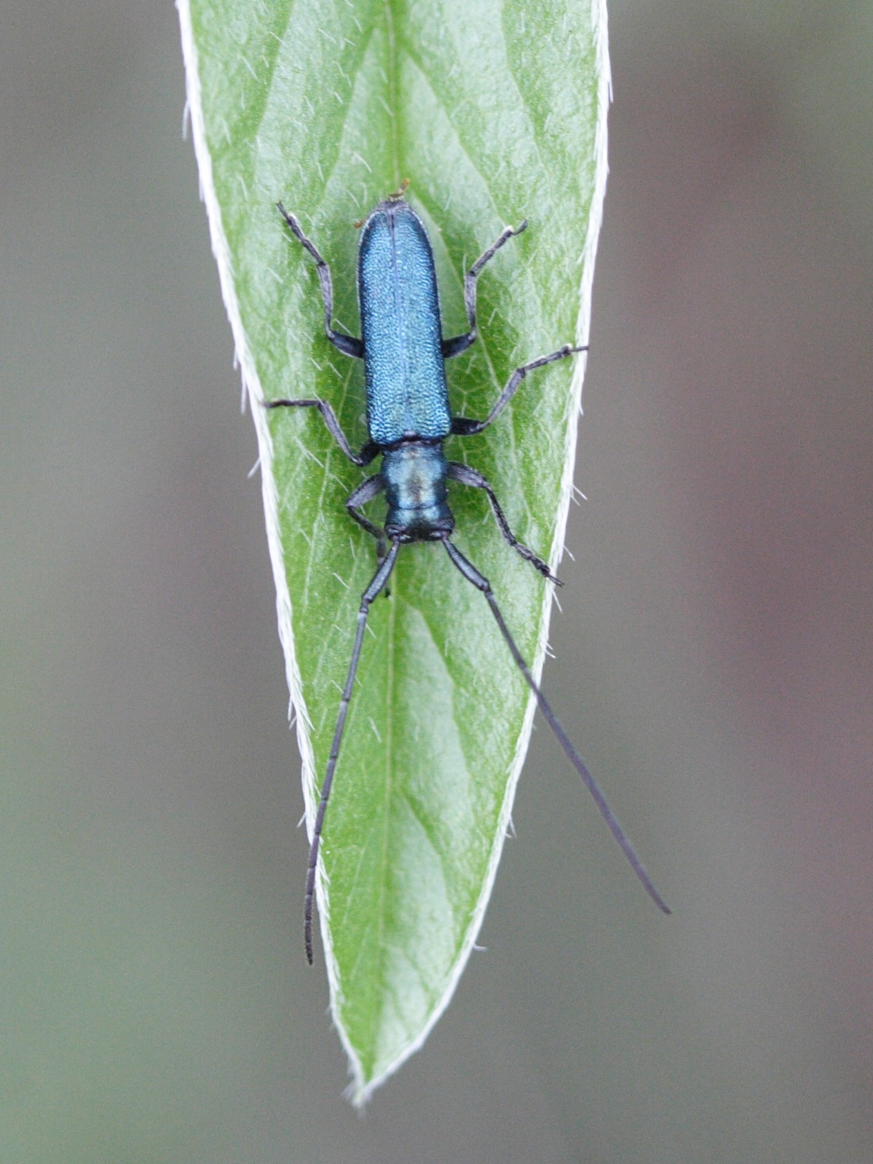 agapanthia_intermedia1md