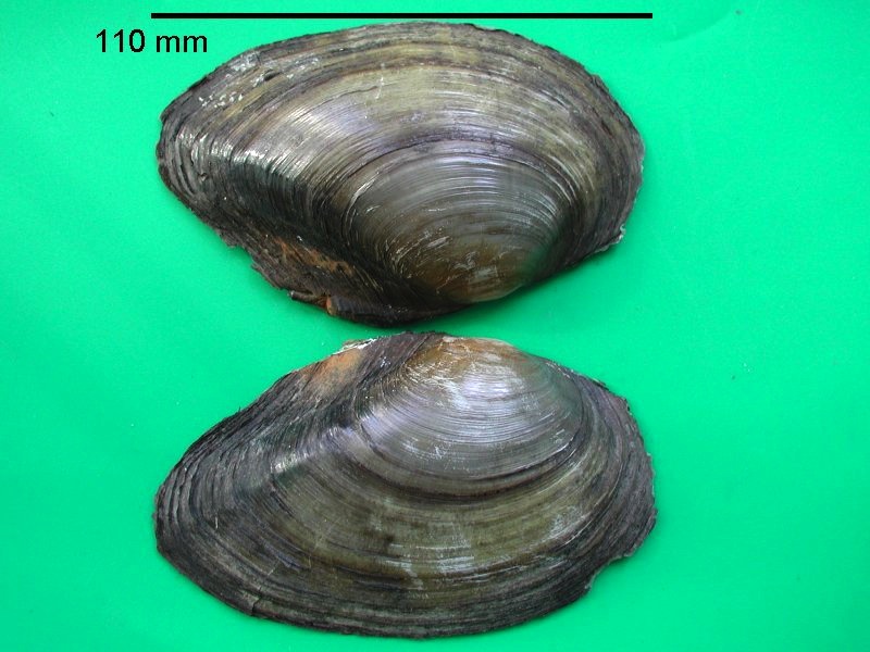 anodonta_anatina_anatina1bmd