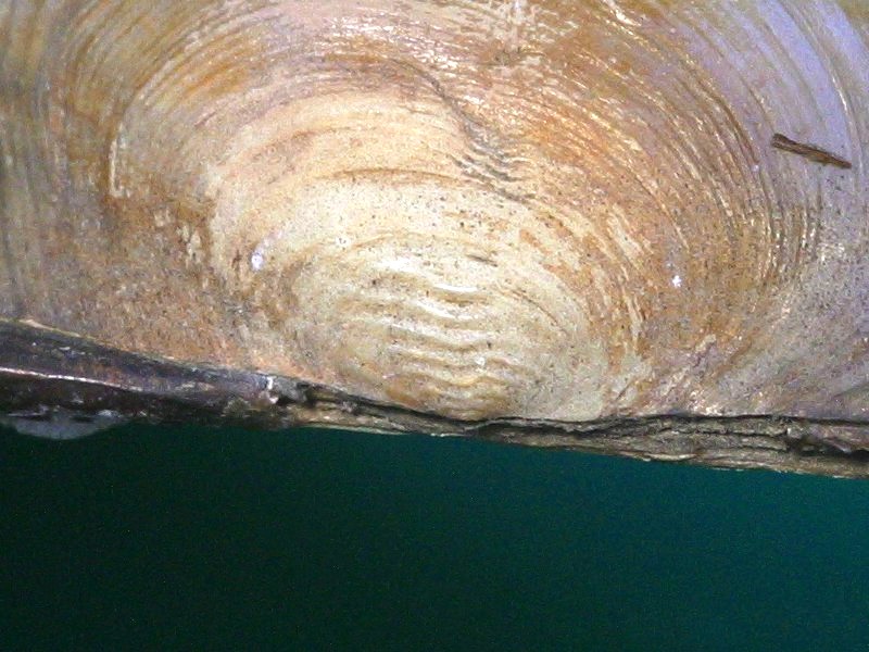 anodonta_anatina_anatina2md