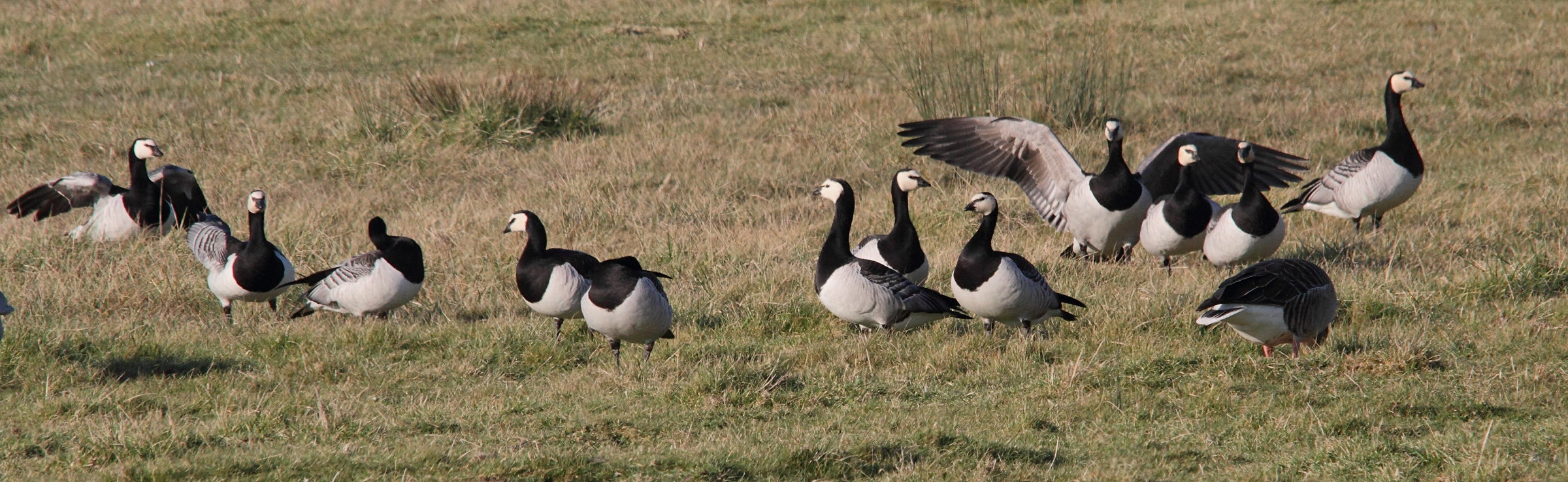 bernache_nonnette_-_branta_leucopsis4md