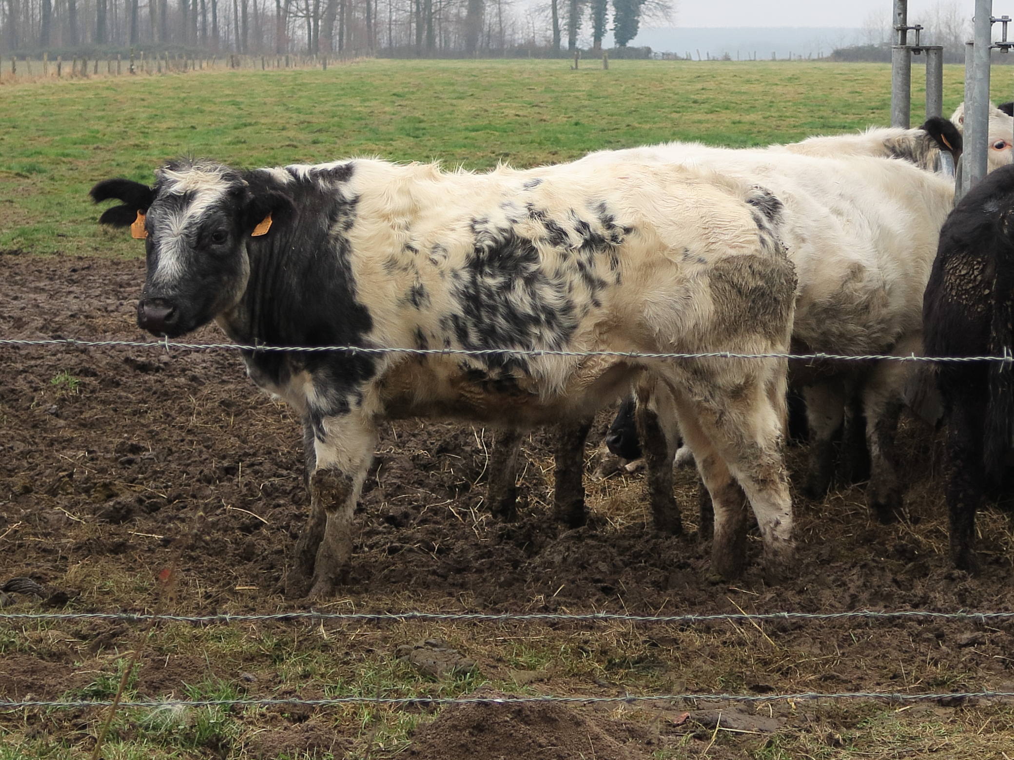 bos_taurus_blanc-bleu_belge1md