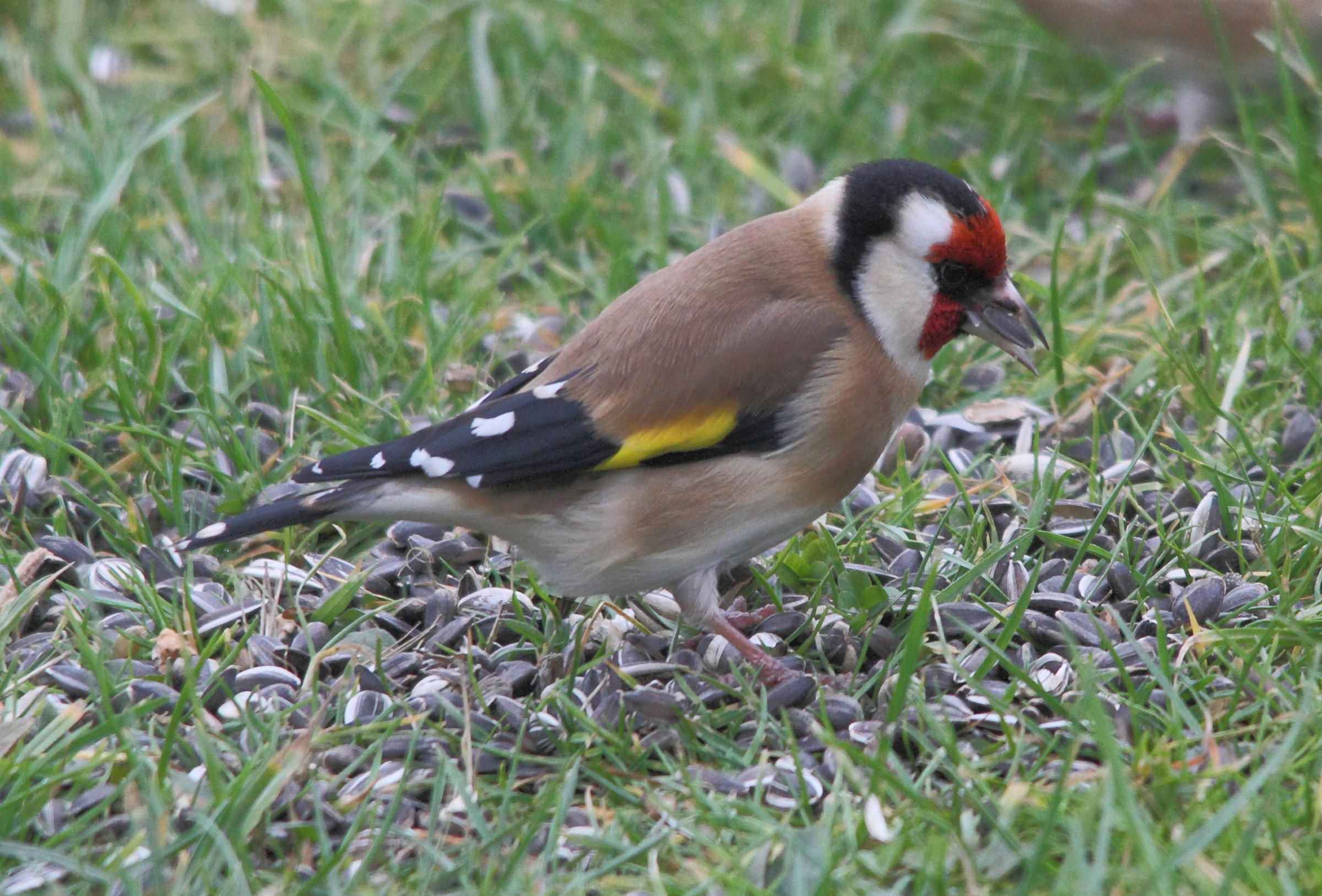 carduelis_carduelis2md