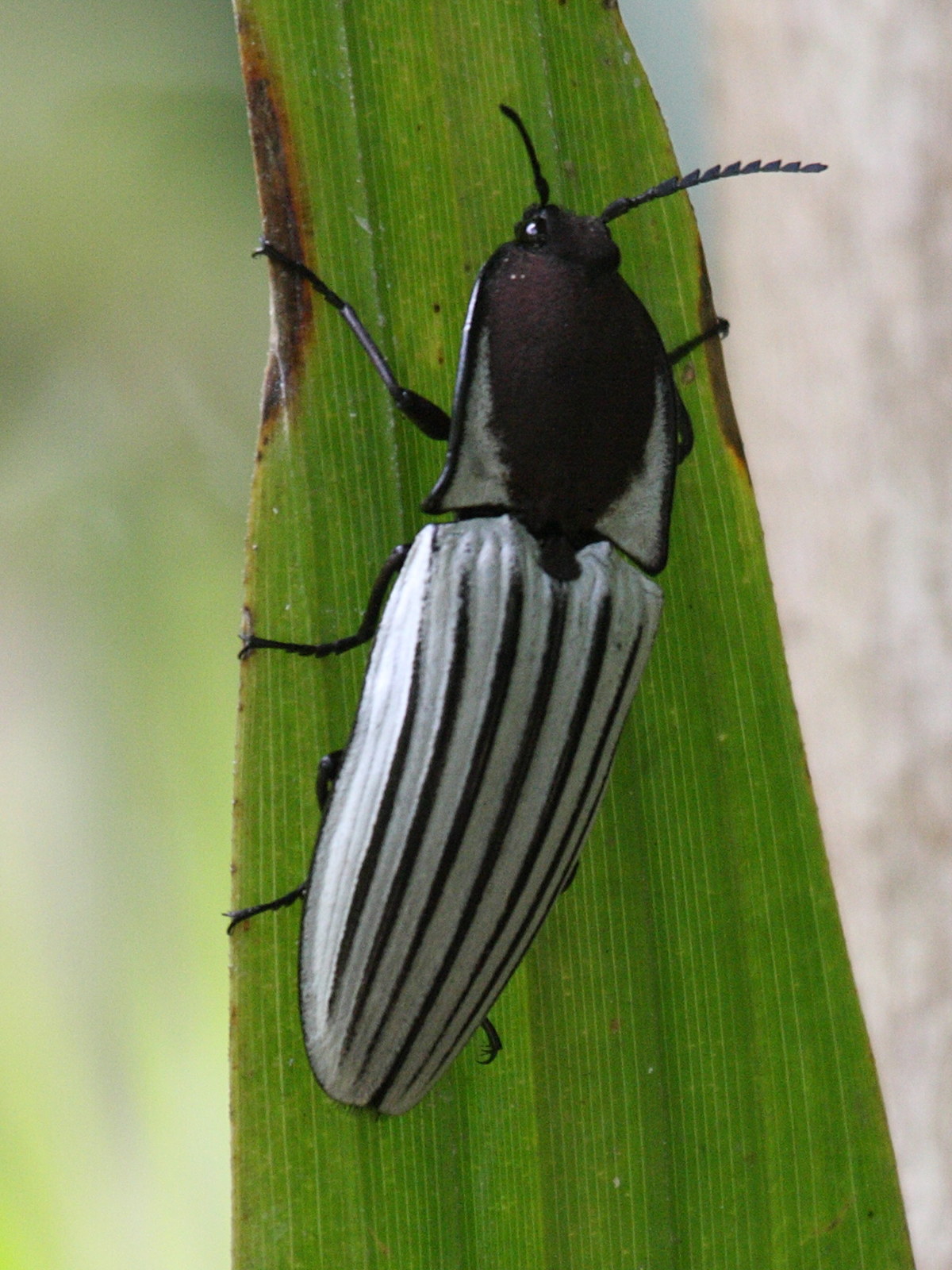 chalcolepidius_sulcatus3bd