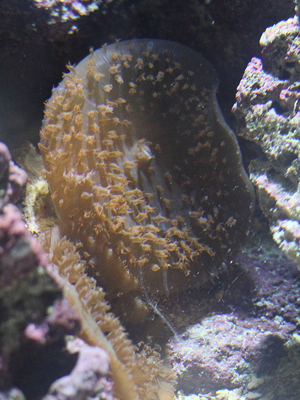 discosoma_sanctihomae1bd