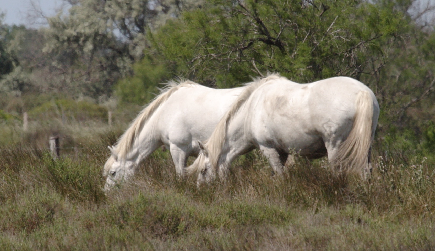 equus_caballus_camargue1bd