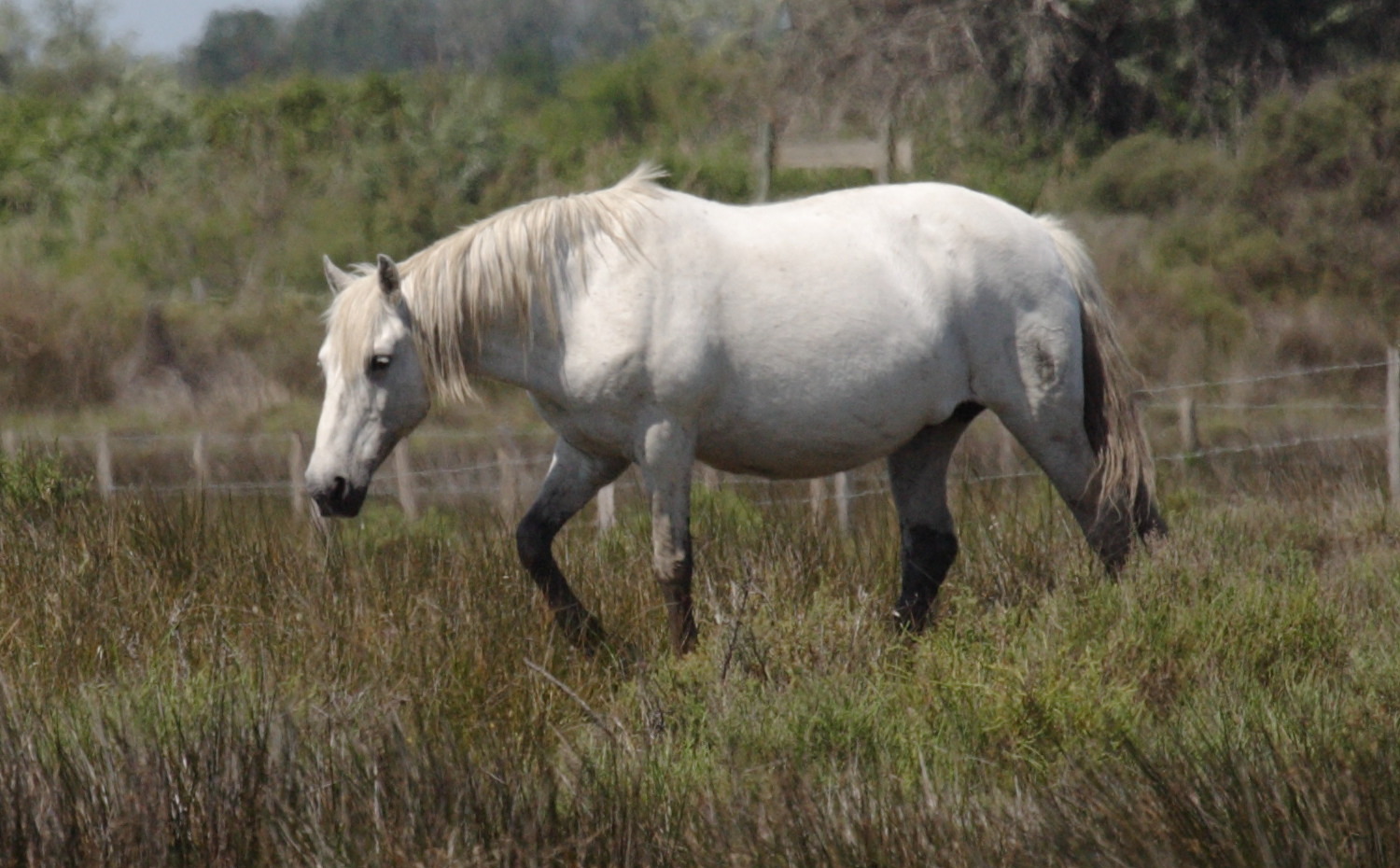equus_caballus_camargue2bd