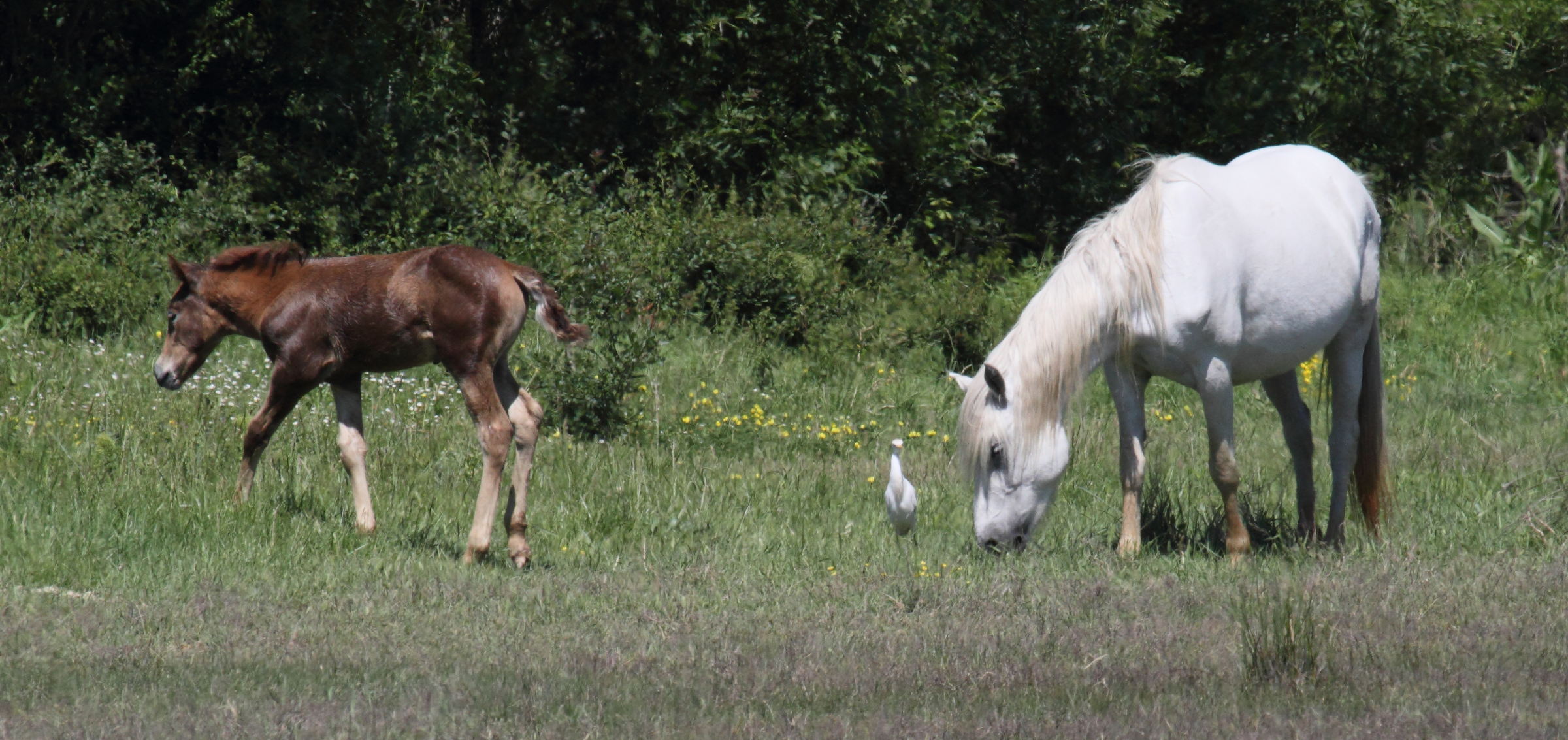 equus_caballus_camargue3bd