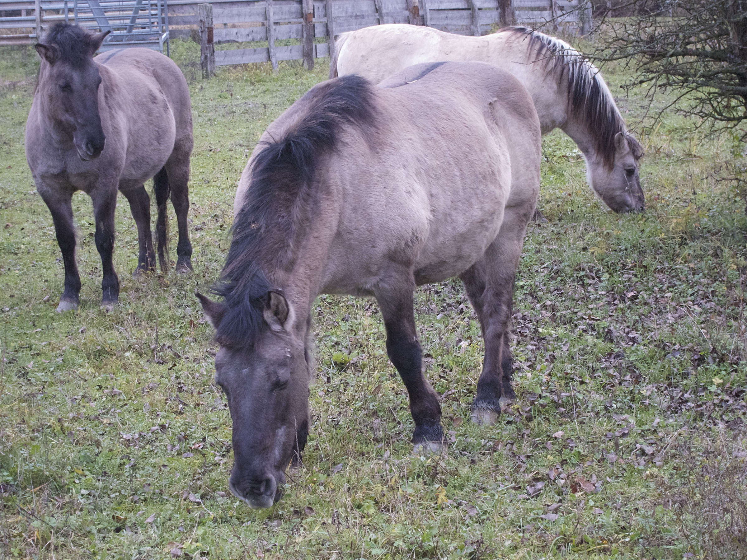 equus_caballus_konik1bd