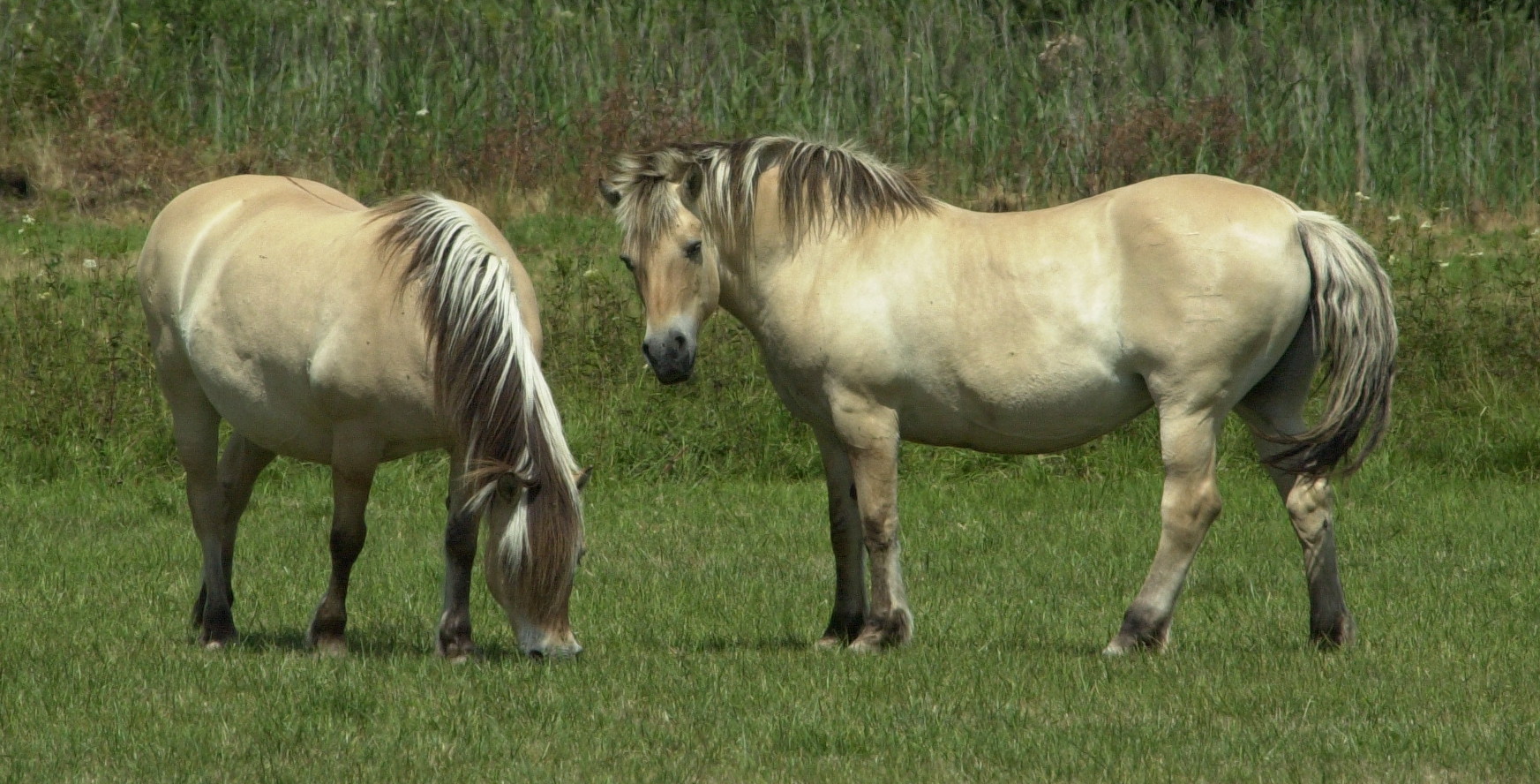 equus_caballus_konik2md