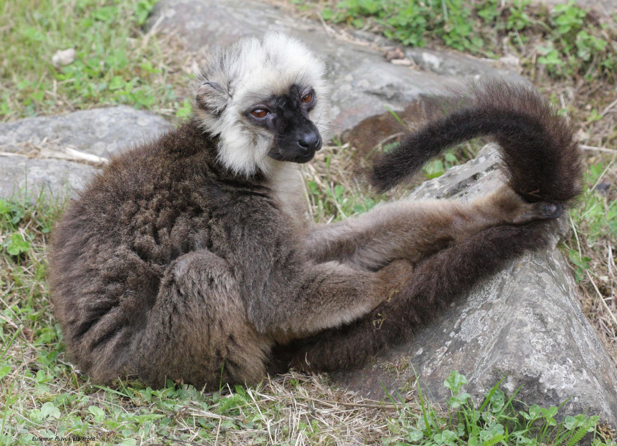 eulemur_fulvus_albifrons1bd