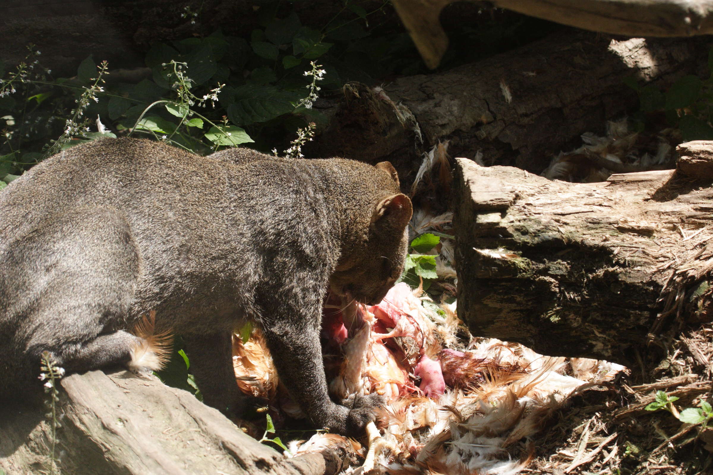 felis_herpailurus_yagouarundi1md