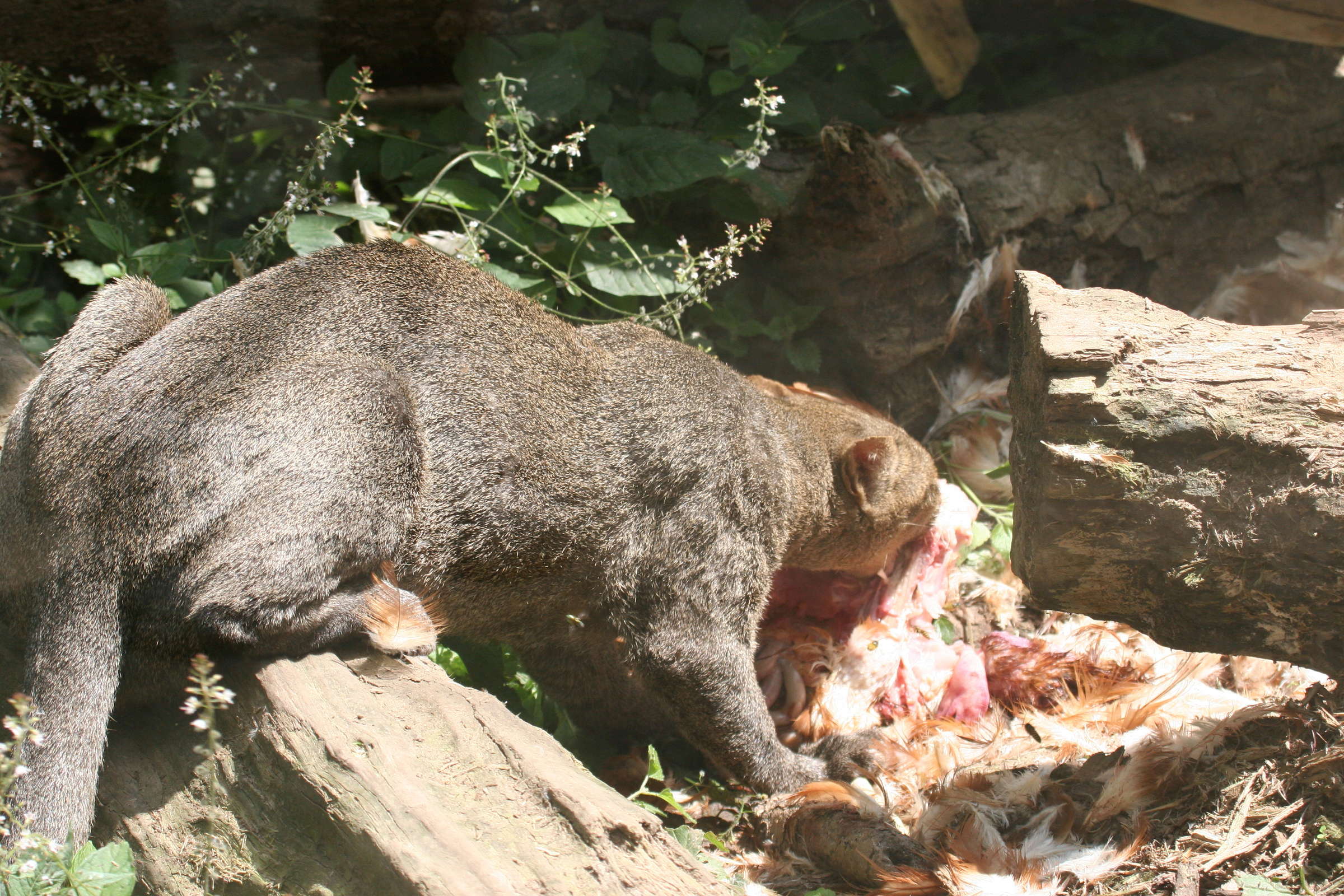 felis_herpailurus_yagouarundi2md