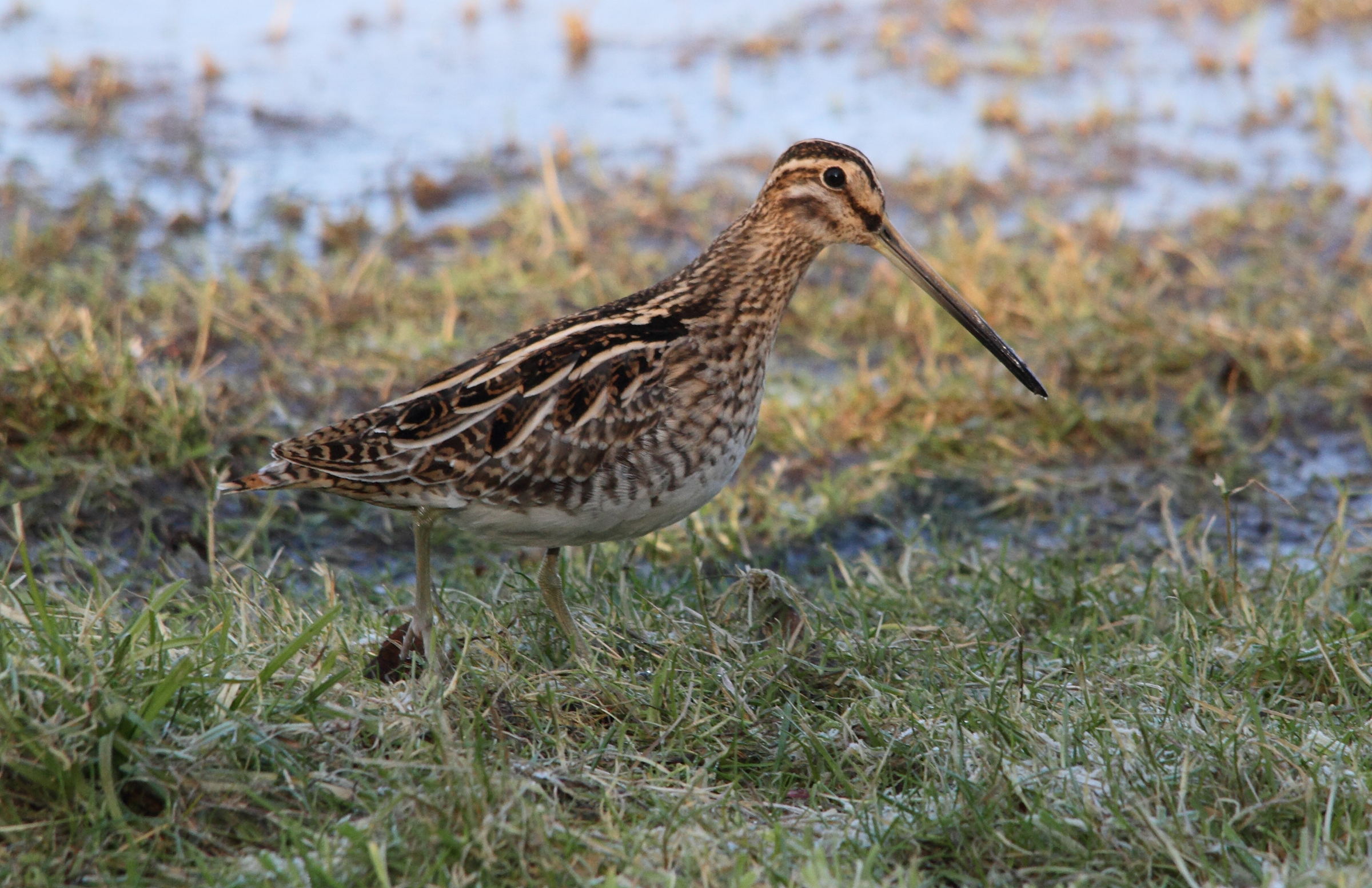 Afficher le média gallinago_gallinago1md gallinago_gallinago1md