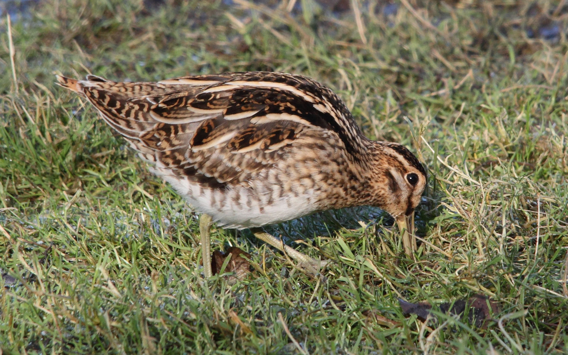 Afficher le média gallinago_gallinago6md gallinago_gallinago6md