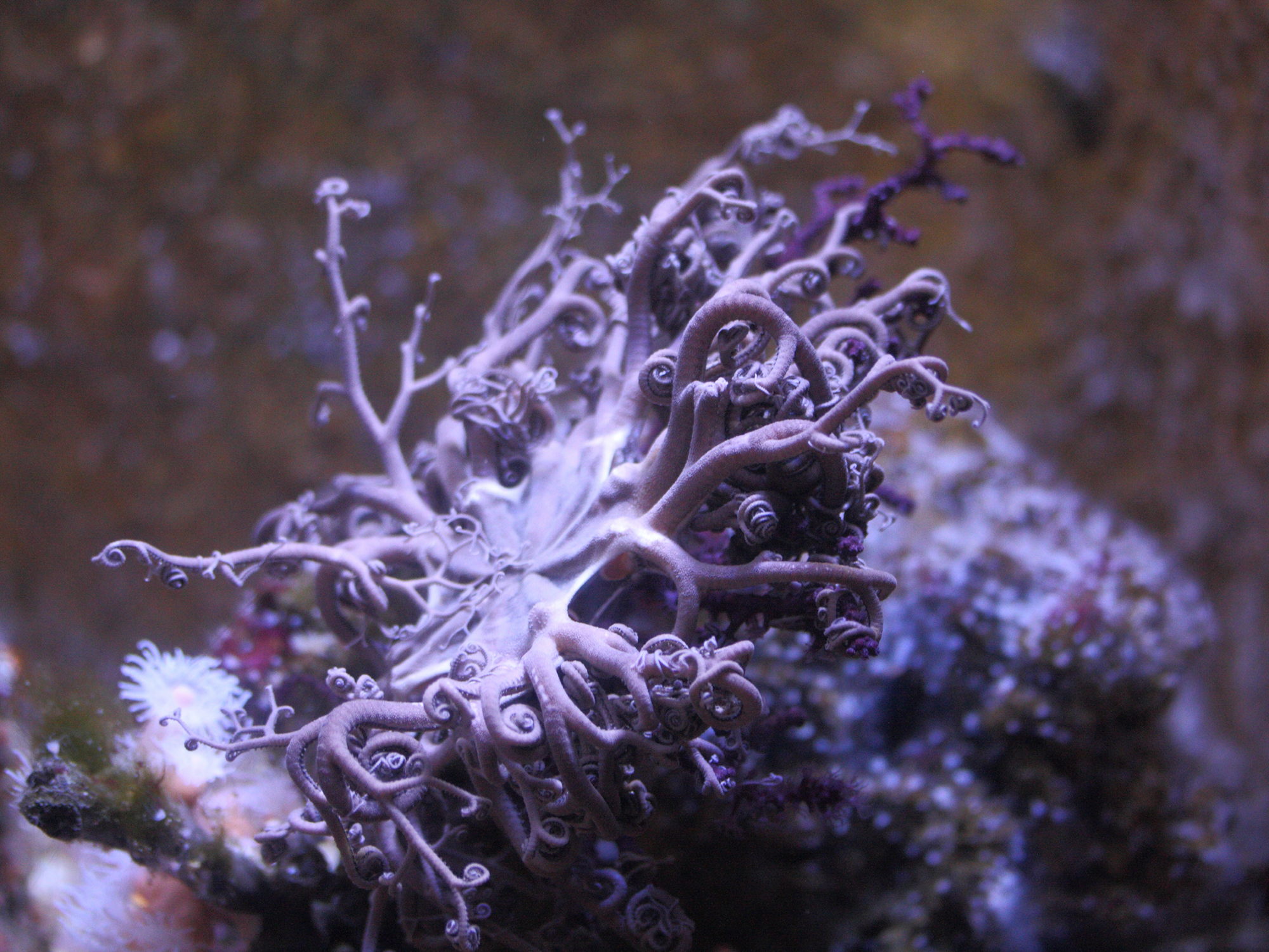 gorgonocephalus_sp1md