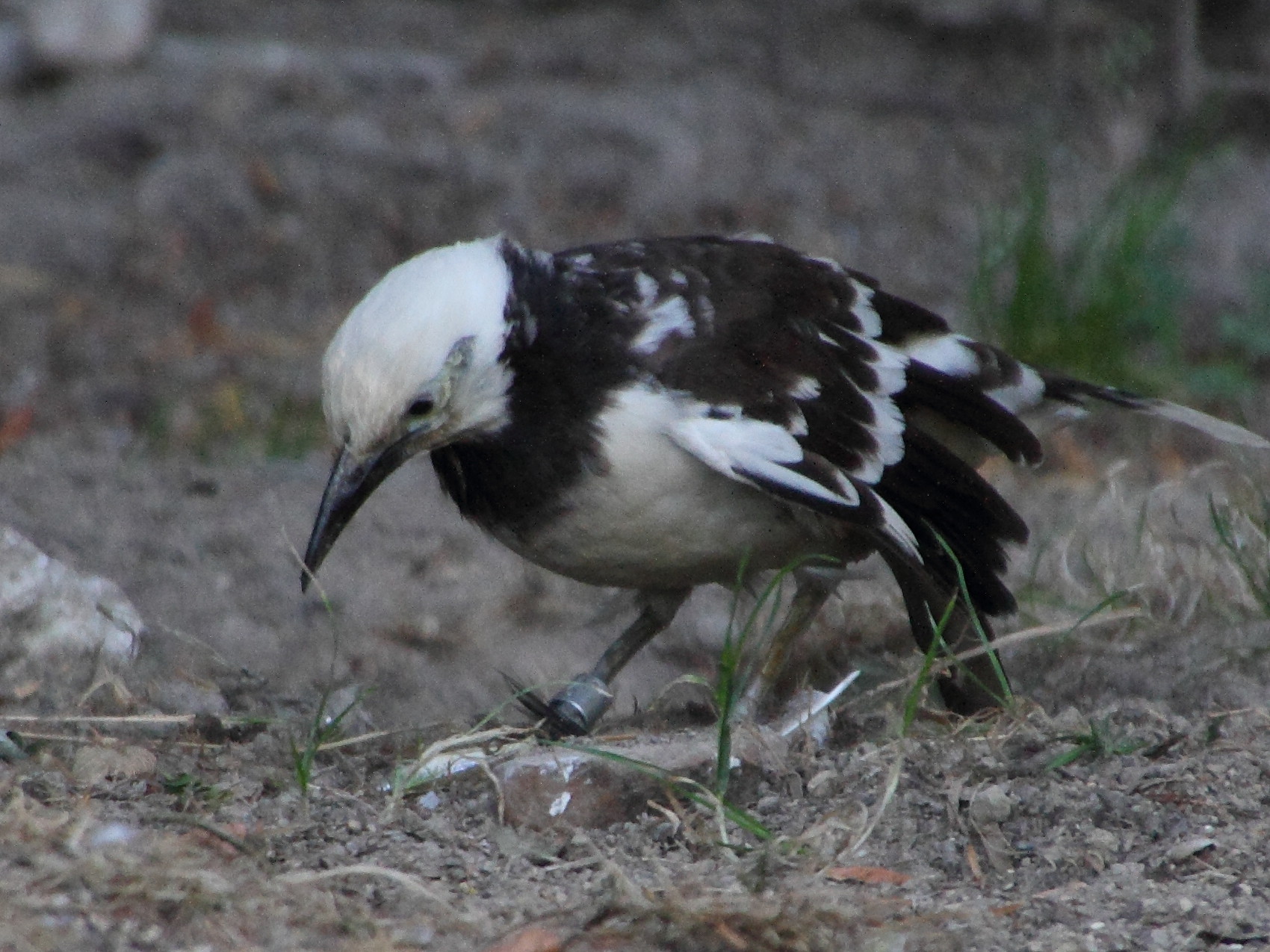 gracupica_nigricollis4md