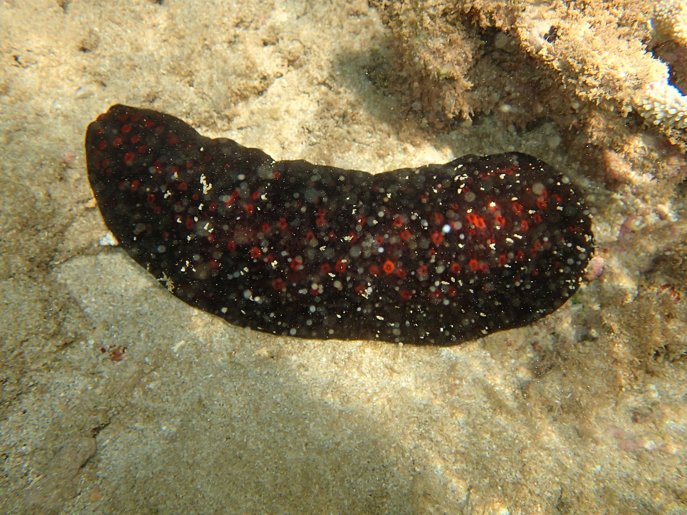 Afficher le média holothuria_fuscorubra1bd holothuria_fuscorubra1bd