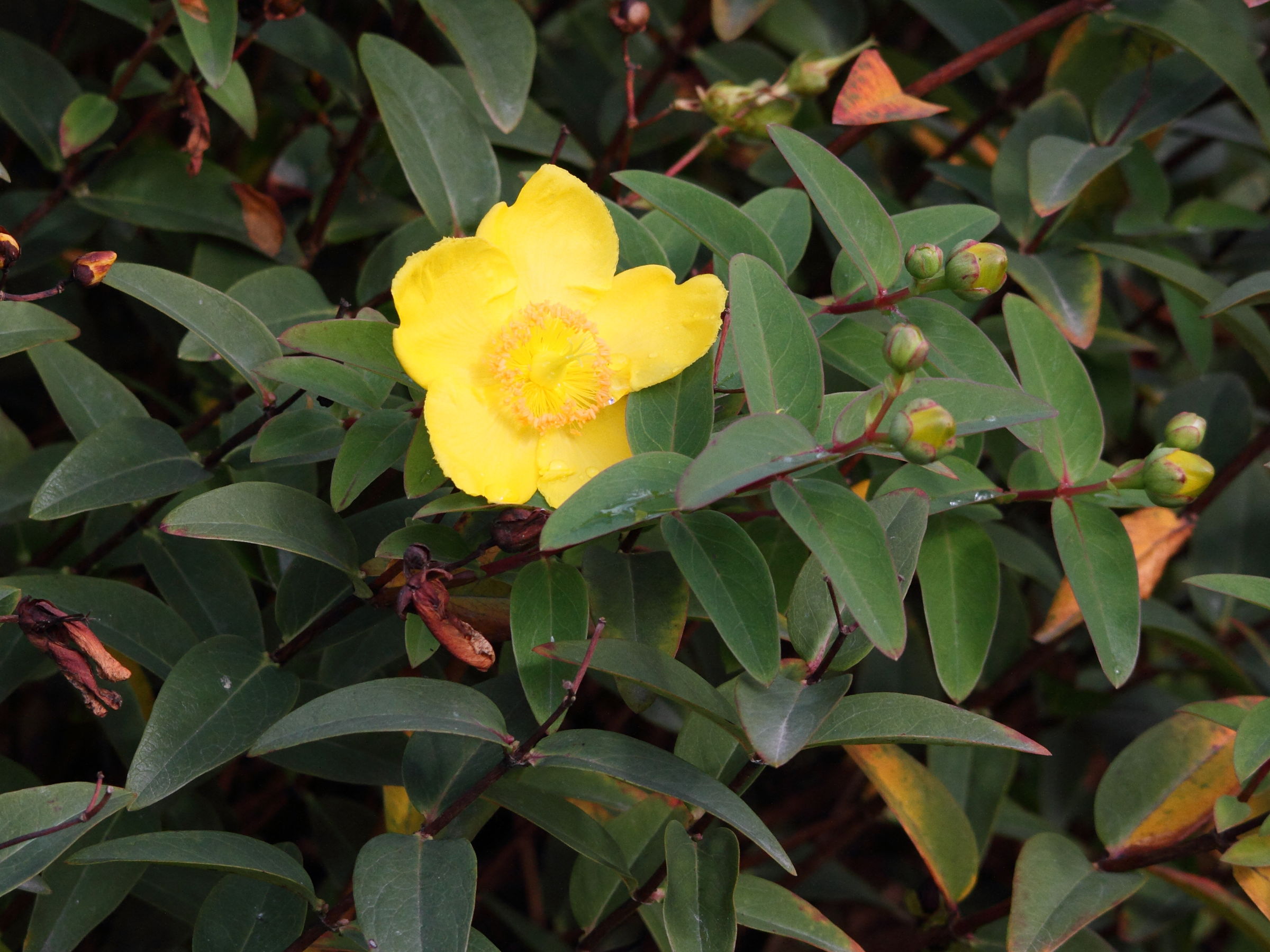 Afficher le média hypericum_calycinum_hidcote2md hypericum_calycinum_hidcote2md