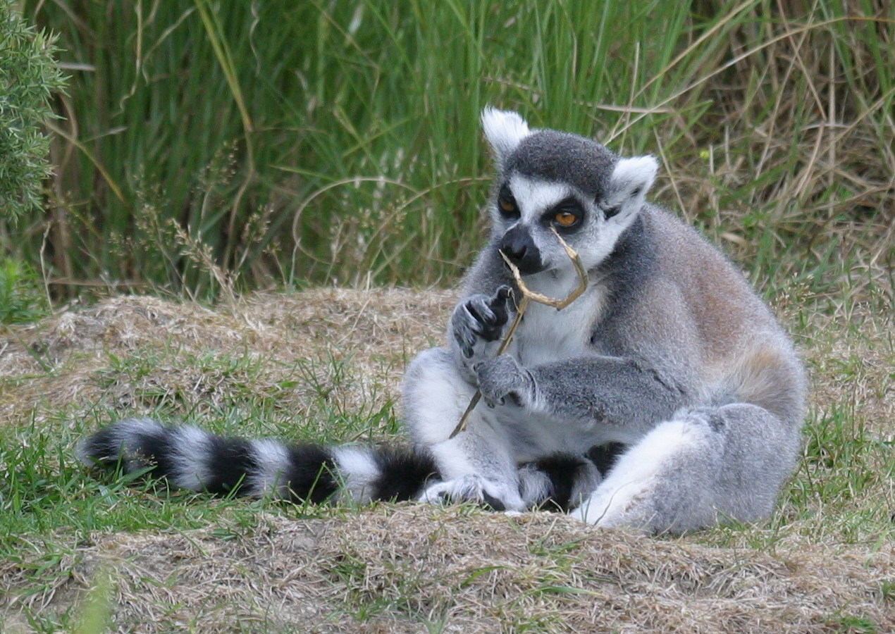 lemur_catta1bd